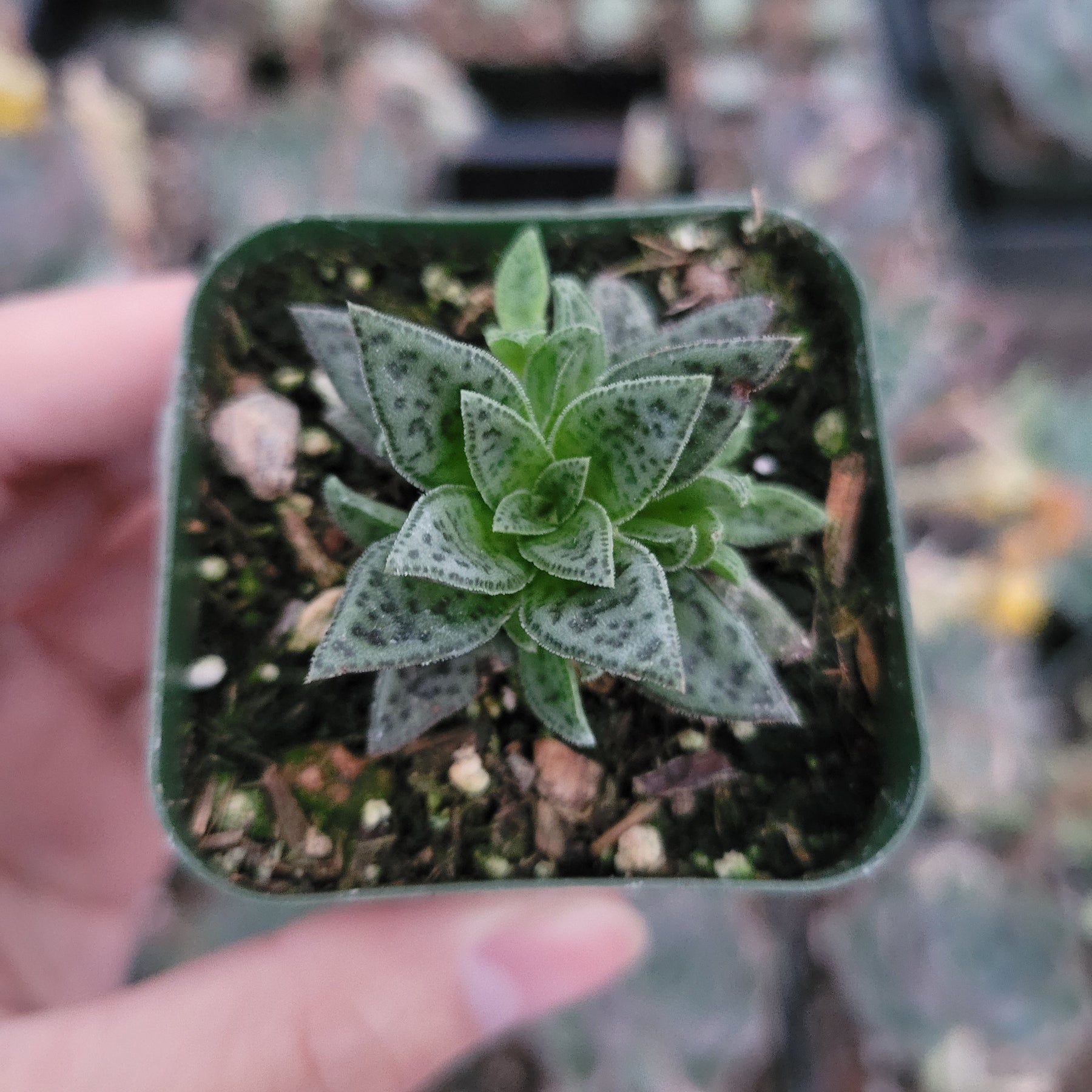 Crassula exilis ssp. cooperi 'Tiger Jade' - Succulents Depot