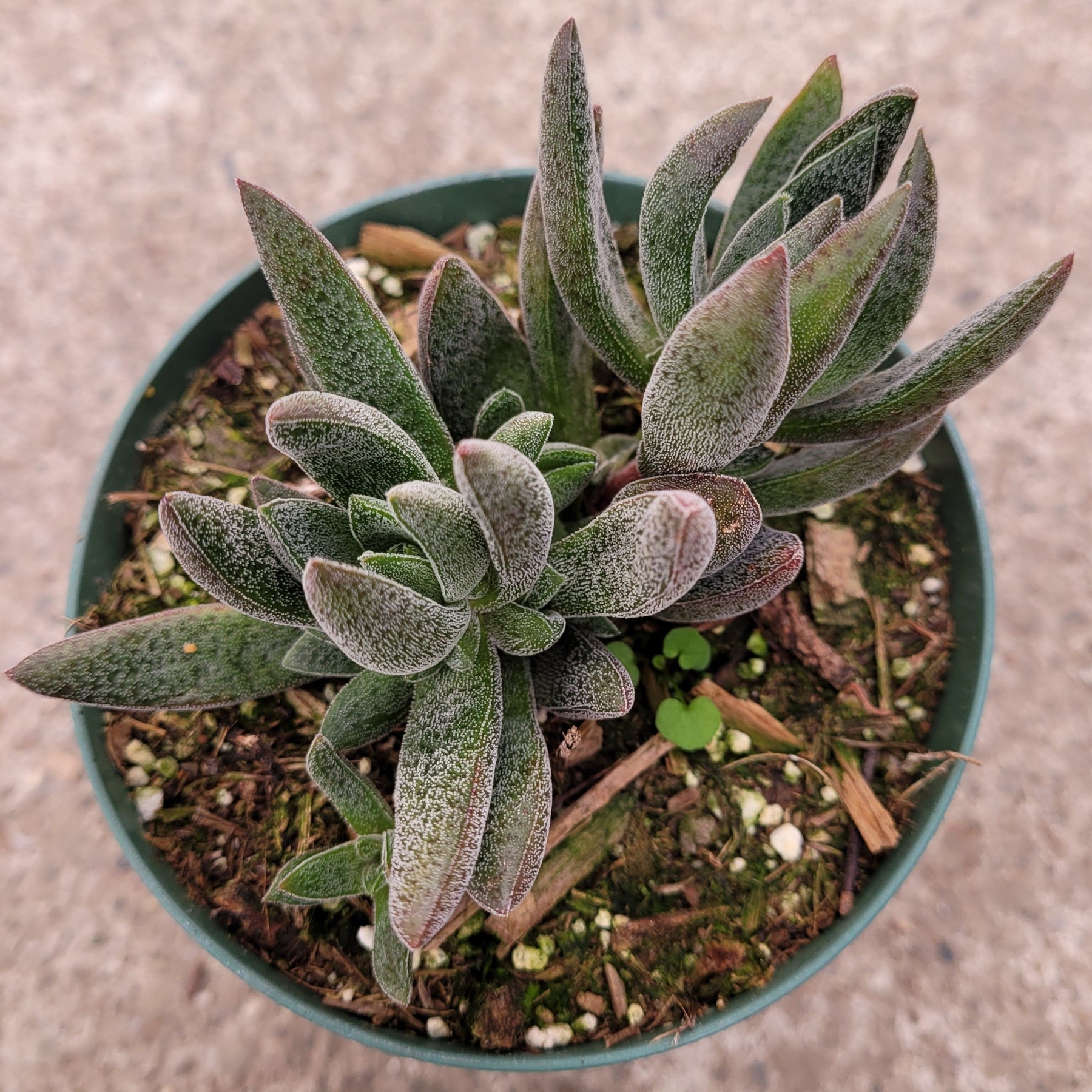 Crassula x justi-corderoyi