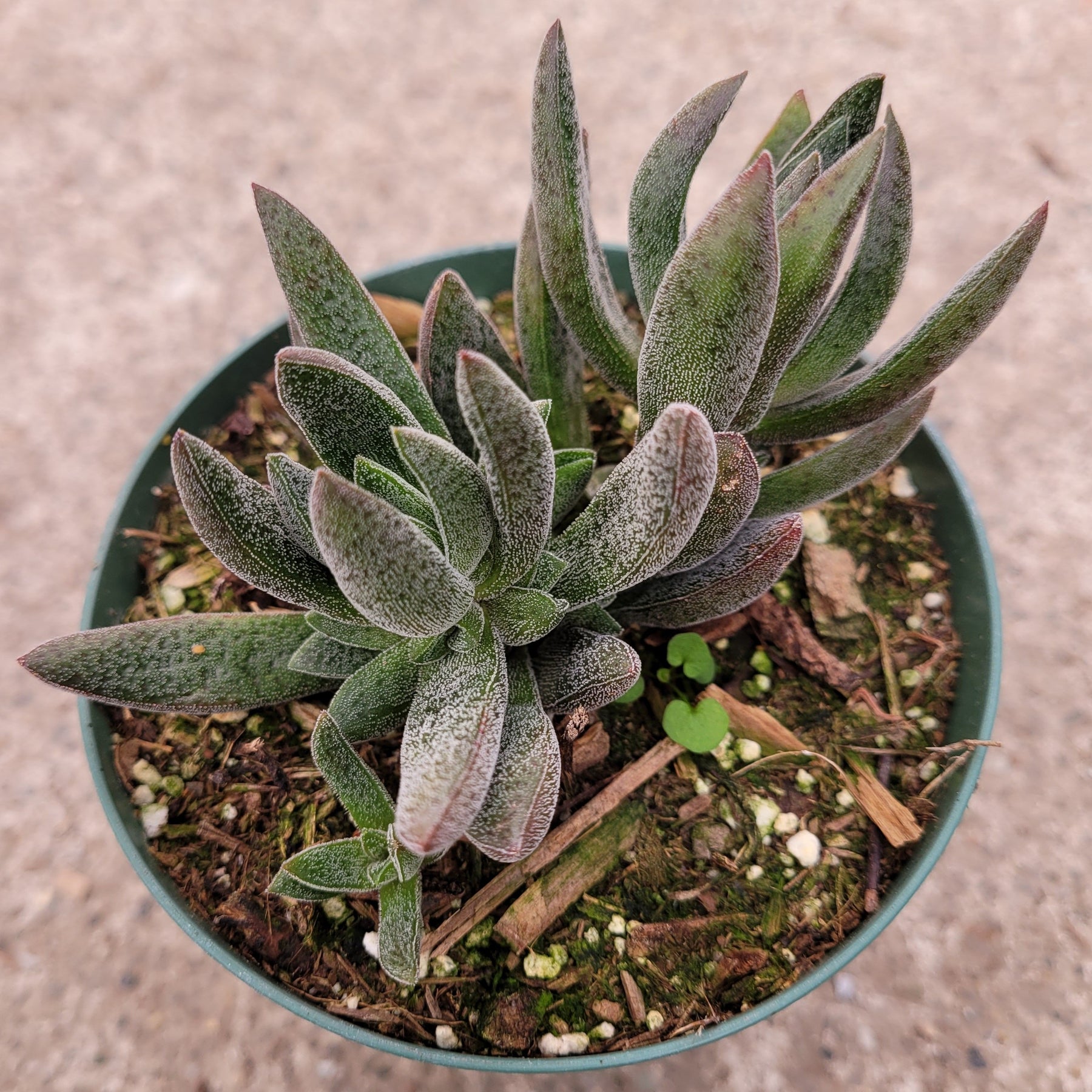 Crassula x justi-corderoyi