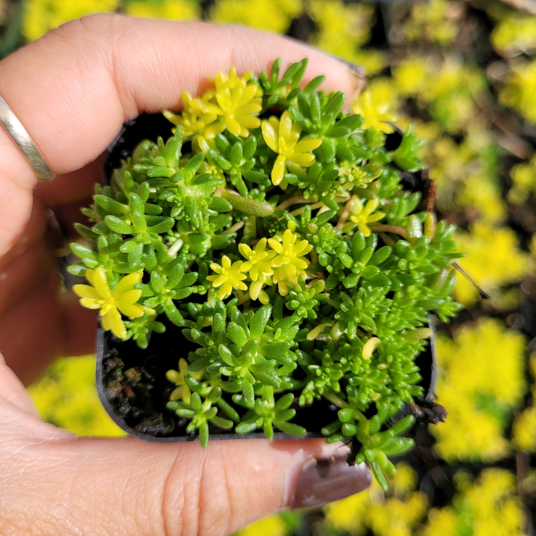 Sedum Mix: small potted succulent with green-yellow leaves.