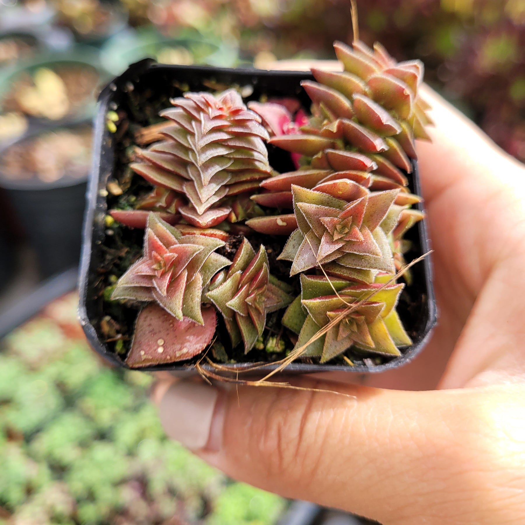 Crassula capitella subsp. thyrsiflora 'Pagoda Village'