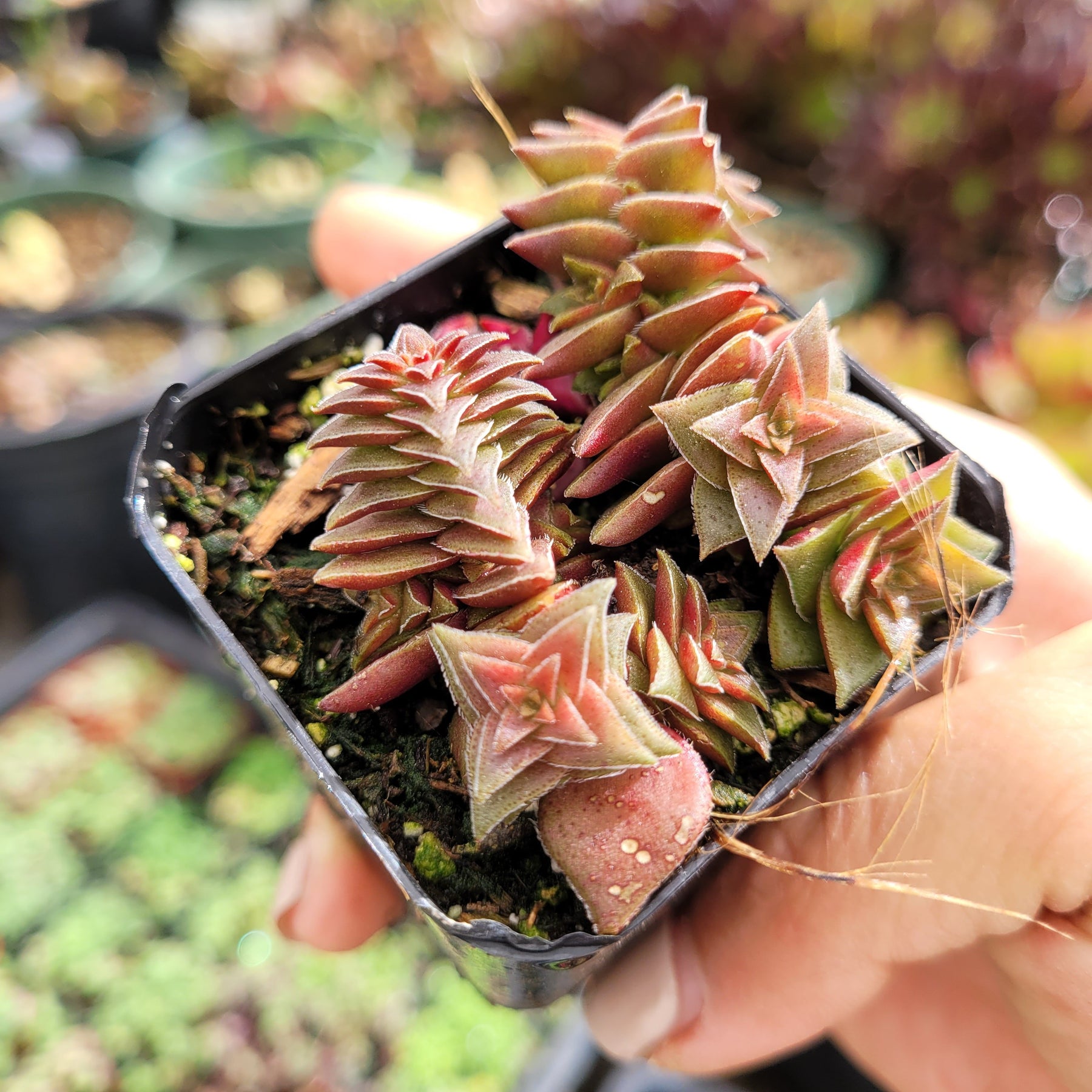 Crassula capitella subsp. thyrsiflora 'Pagoda Village'