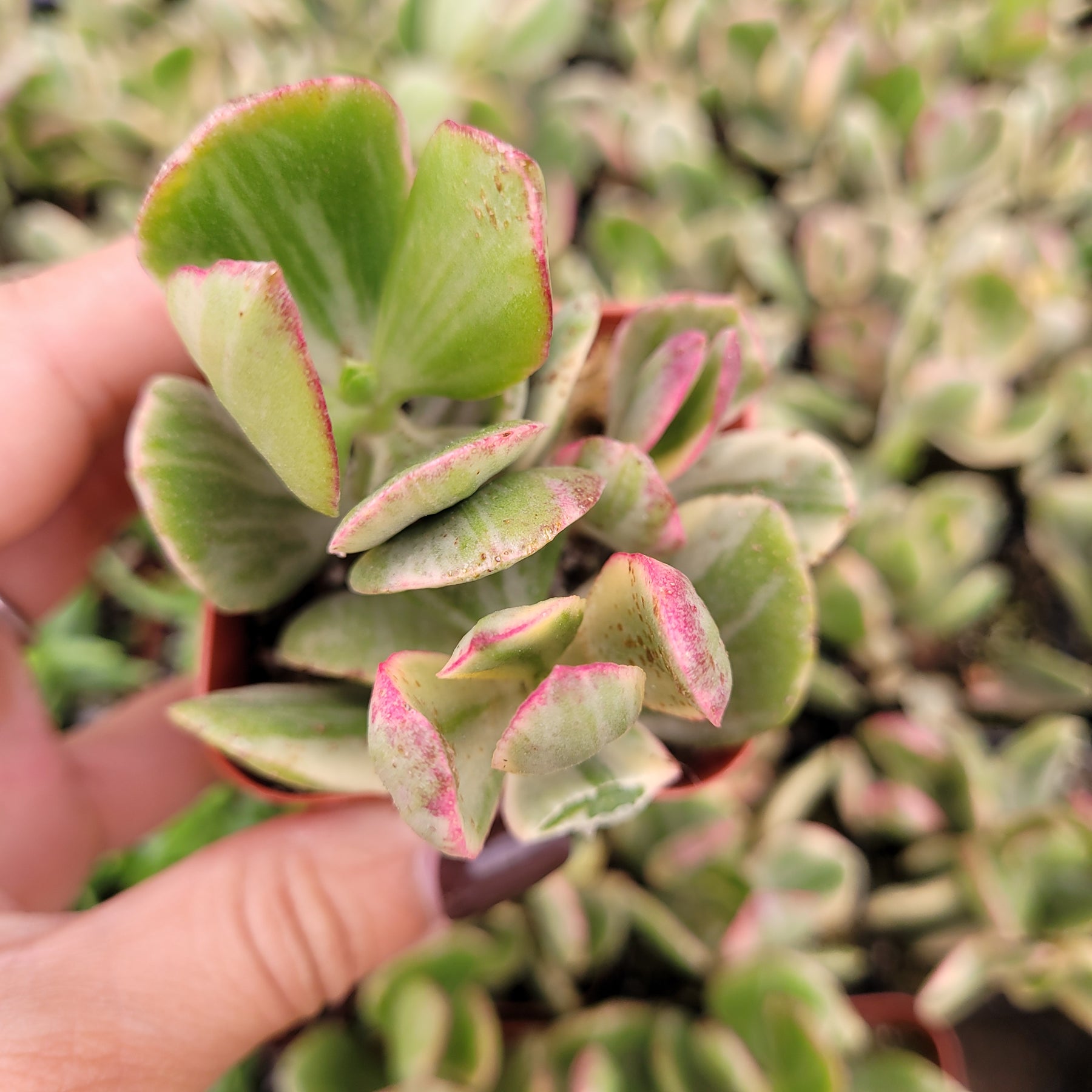 Crassula argentea 'Money Tree' Variegata