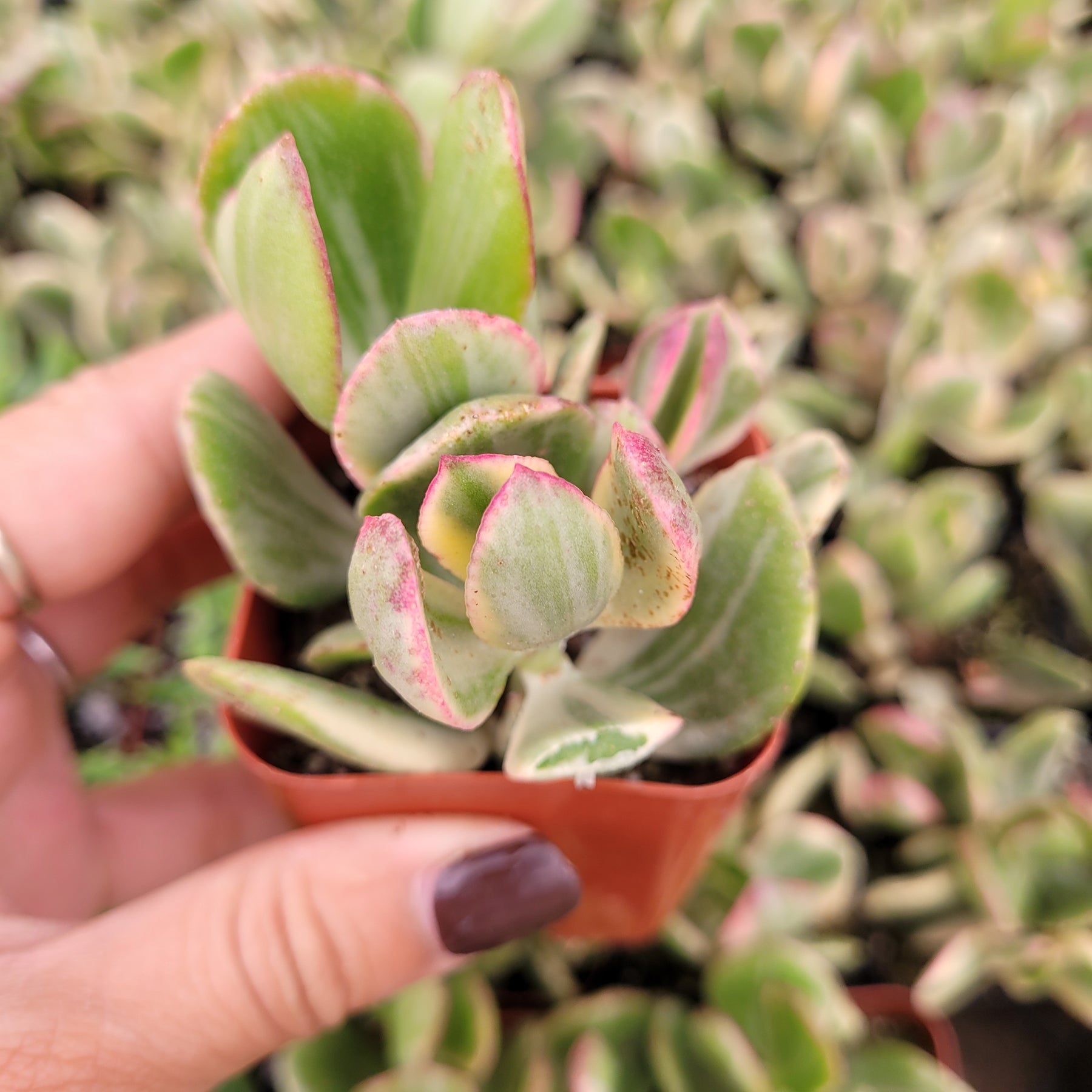 Crassula argentea 'Money Tree' Variegata