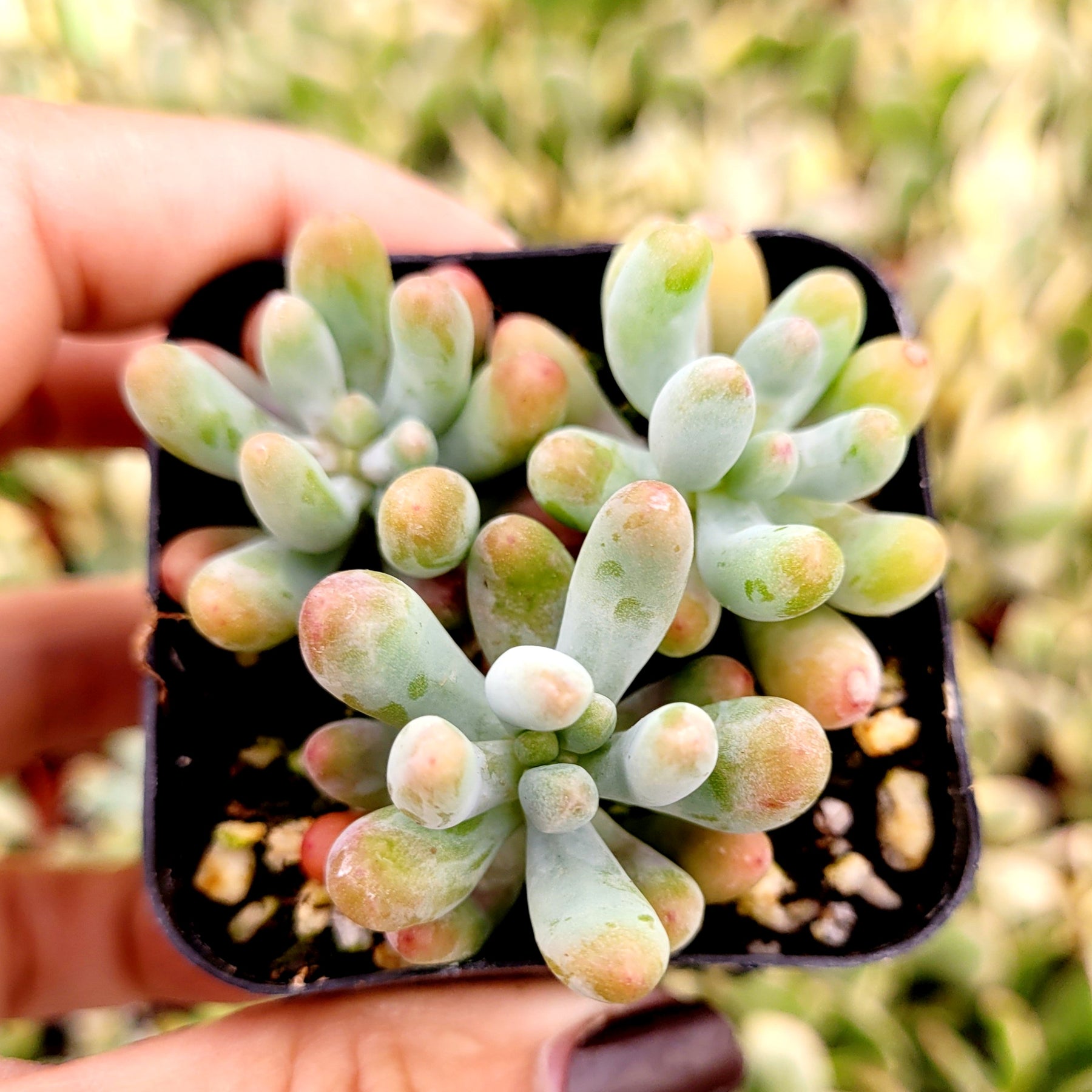 Sedum pachyphyllum 'Jelly Beans'