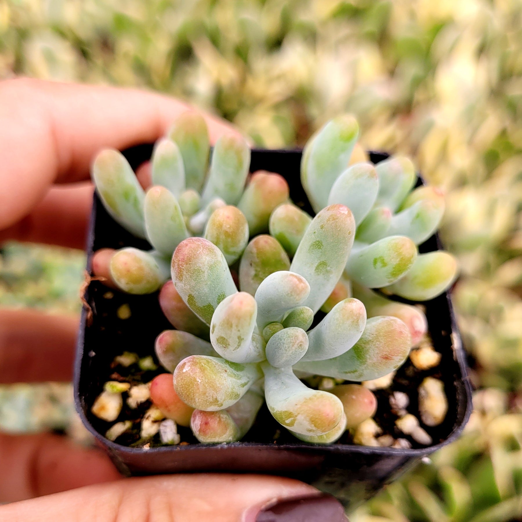 Sedum pachyphyllum 'Jelly Beans'