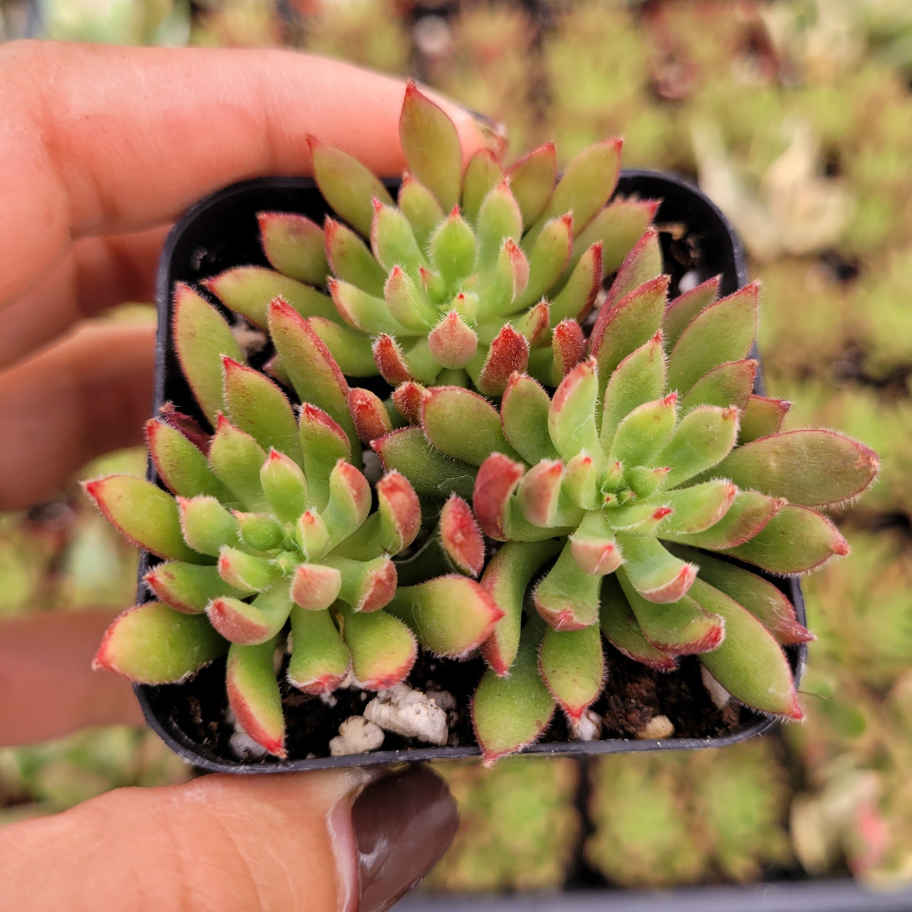 Orostachys chanetii - Succulents Depot