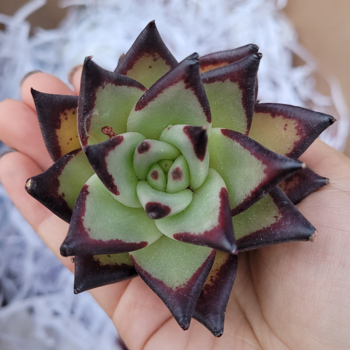 Echeveria agavoides 'Ebony' - Succulents Depot