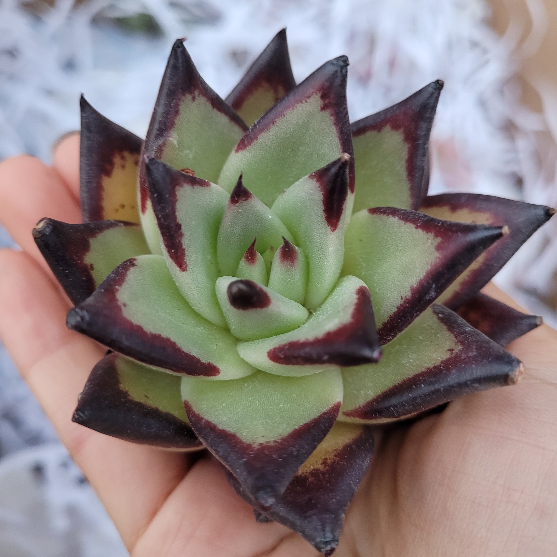 Echeveria agavoides 'Ebony'