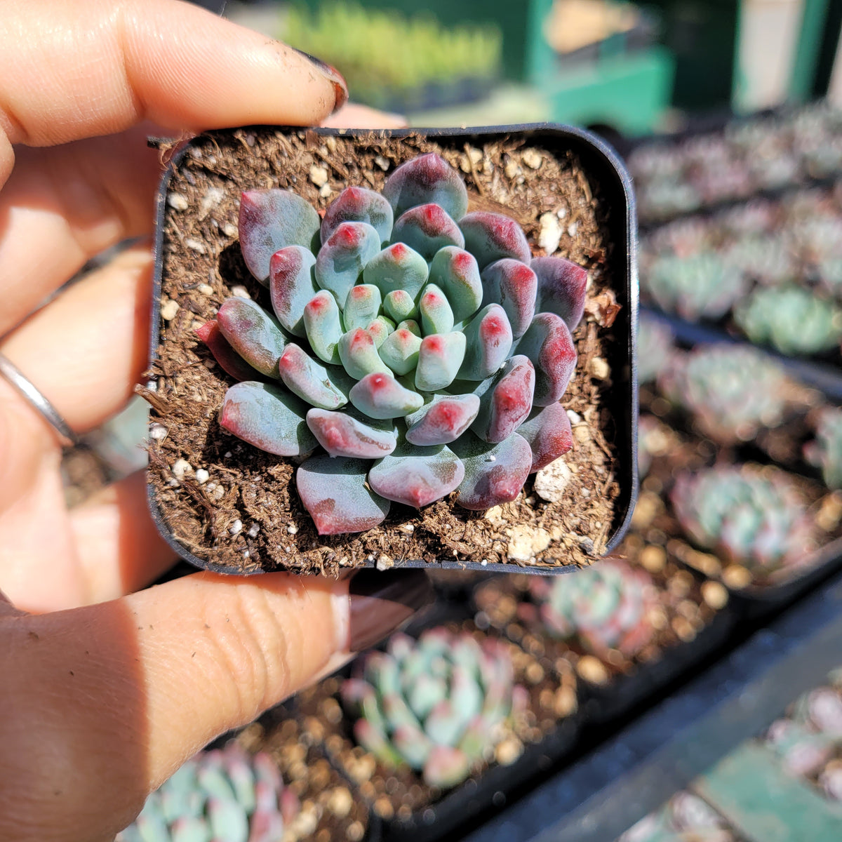 Hand holding Sedeveria 'Blue Elf' succulent in plastic pot.