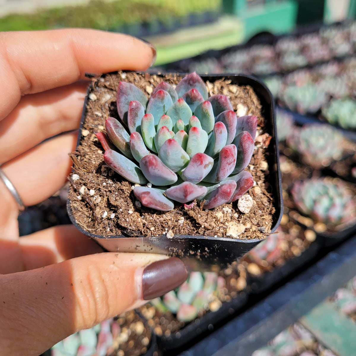 Sedeveria 'Blue Elf' succulent in a nursery pot.