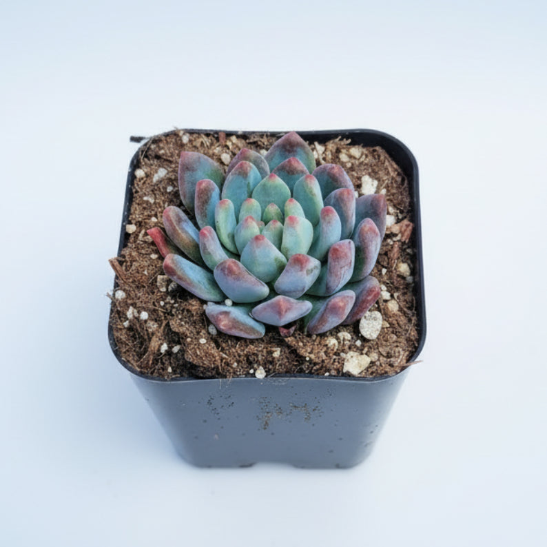 Sedeveria 'Blue Elf' succulent in a nursery pot.