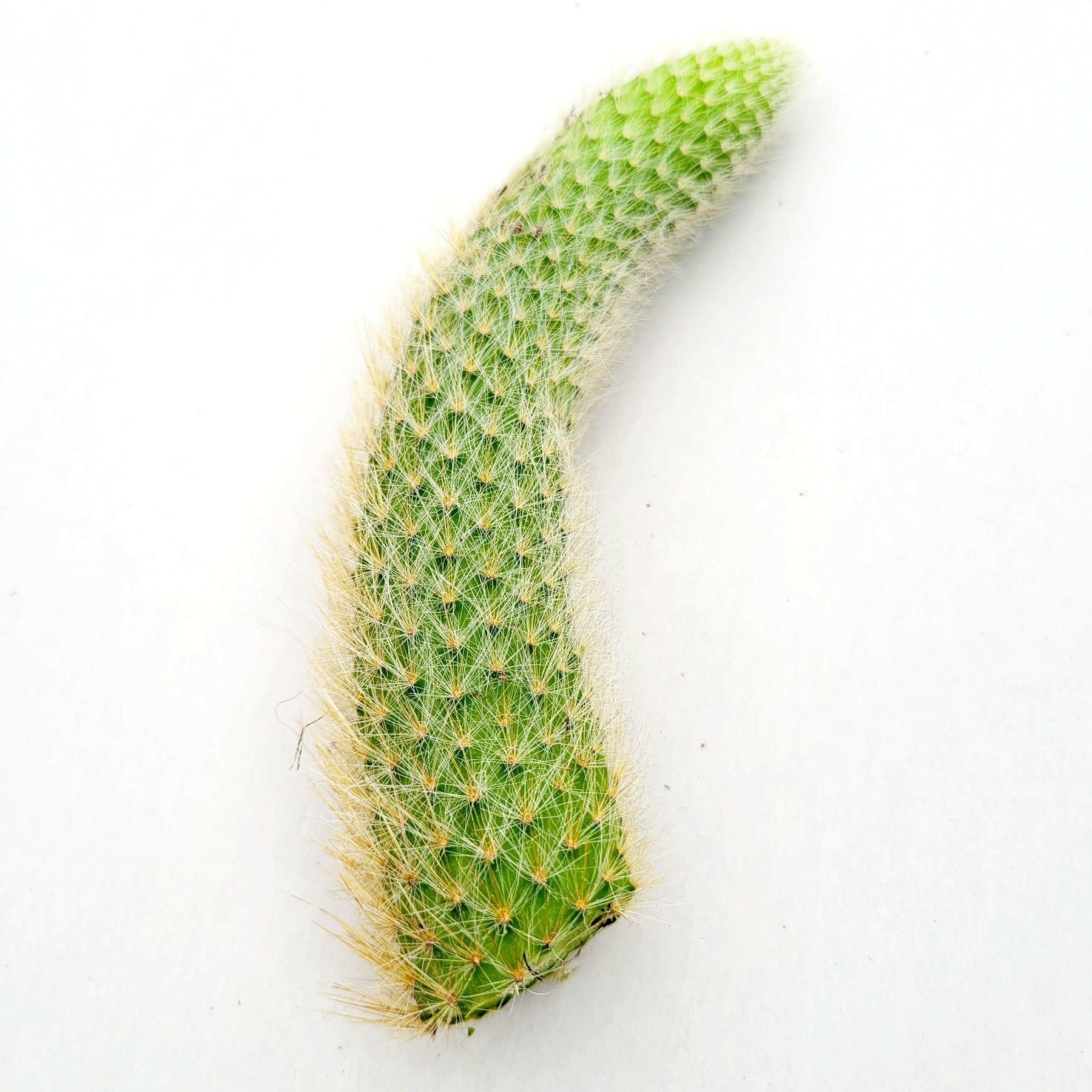 Monkey Tail Cactus Hildewintera colademononis - Succulents Depot