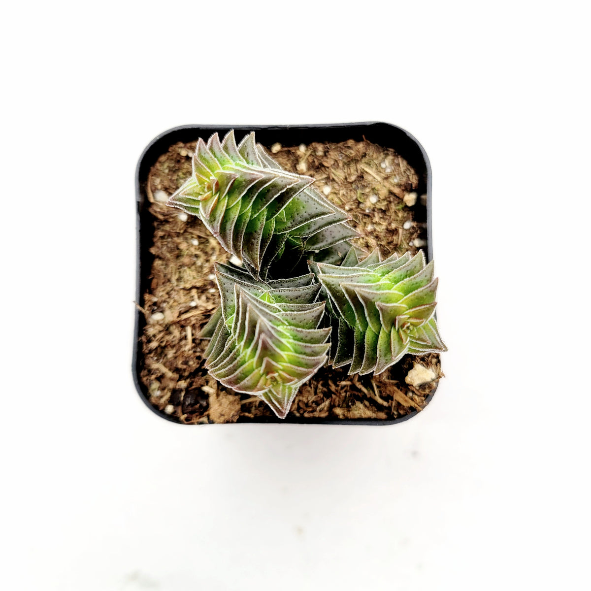 Crassula capitella ssp. thyrsiflora 'Pagoda Village'