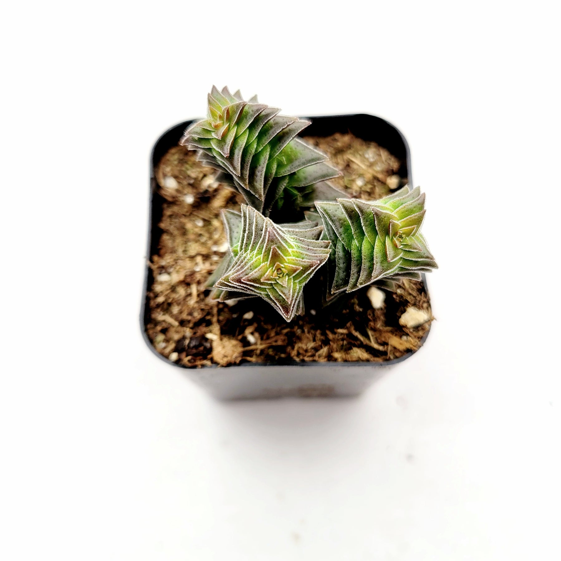 Crassula capitella ssp. thyrsiflora 'Pagoda Village'