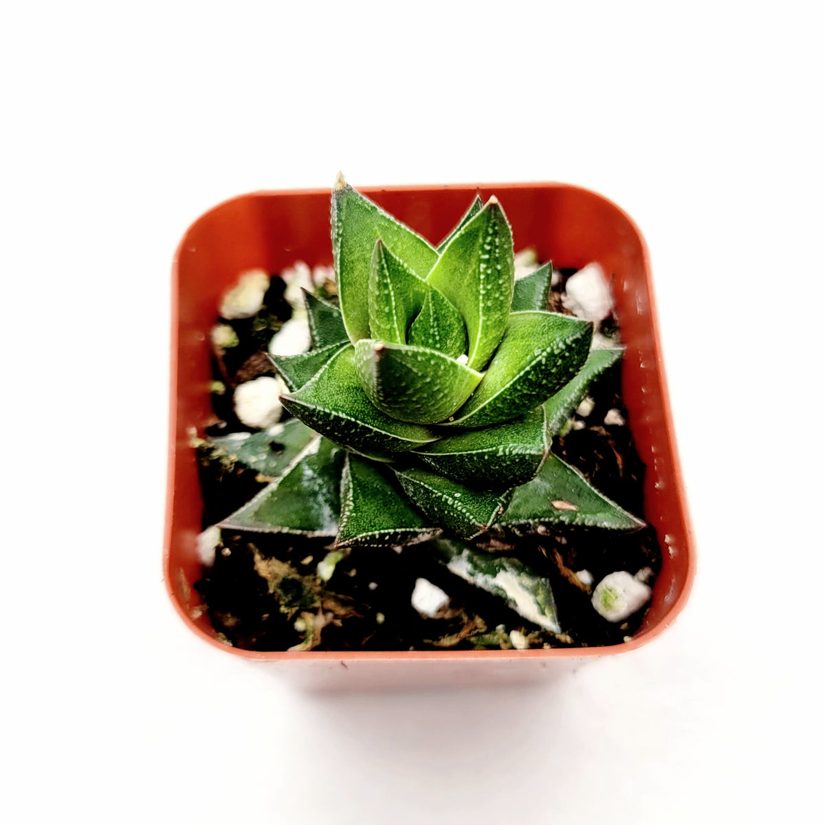 Haworthia resendeana in square pot with textured leaves.