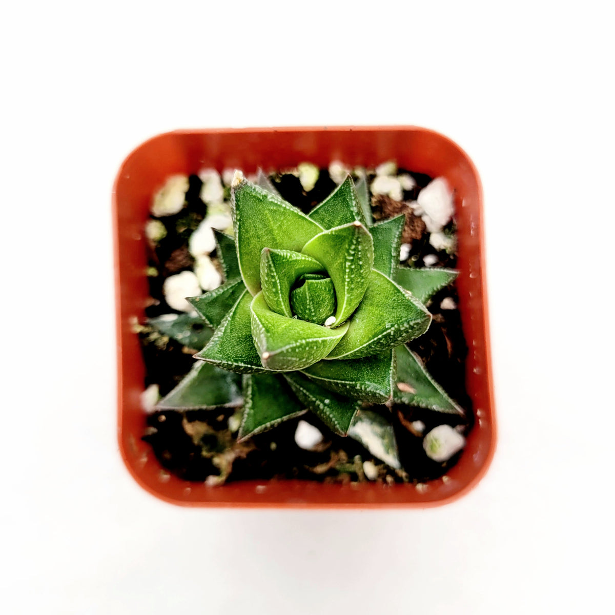 Haworthia resendeana in a square pot, top view.