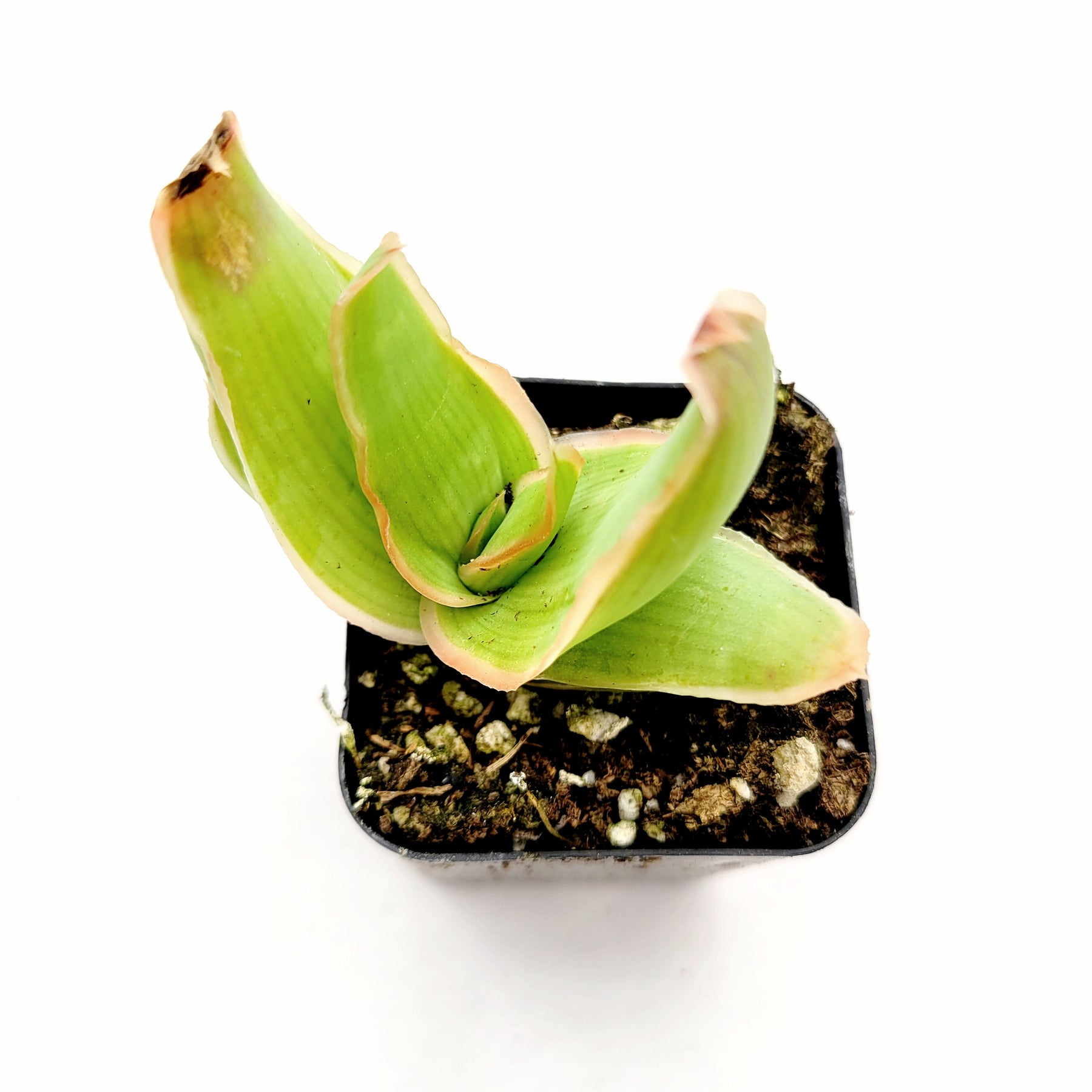 Aloe striata "Coral Aloe"