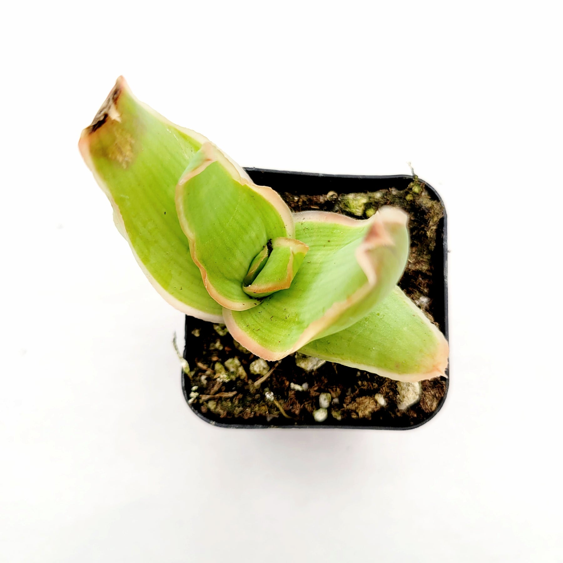 Aloe striata "Coral Aloe"