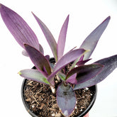 Tradescantia pallida 'Kartuz Giant' Purple Heart Wandering Dude