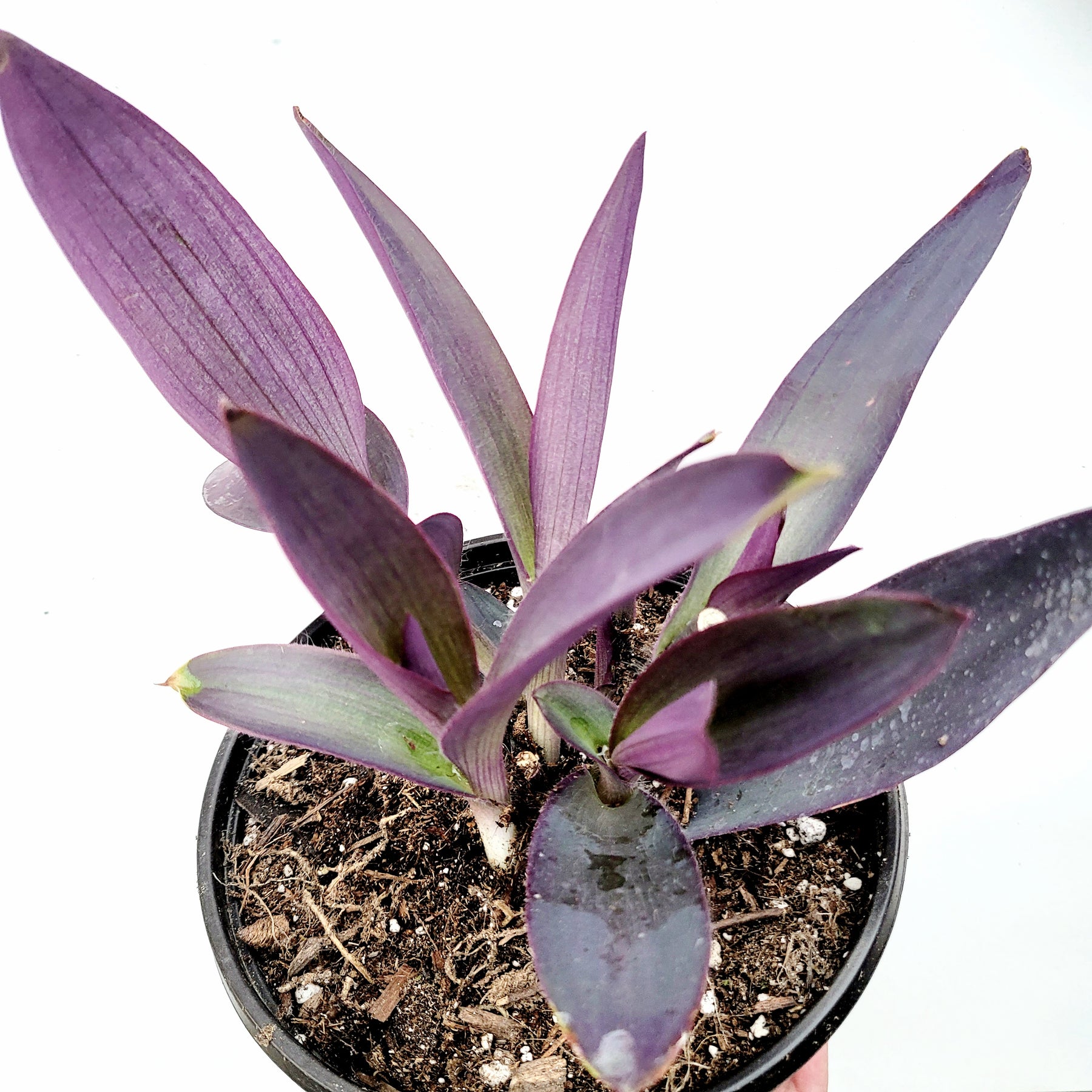 Tradescantia pallida 'Kartuz Giant' Purple Heart Wandering Dude