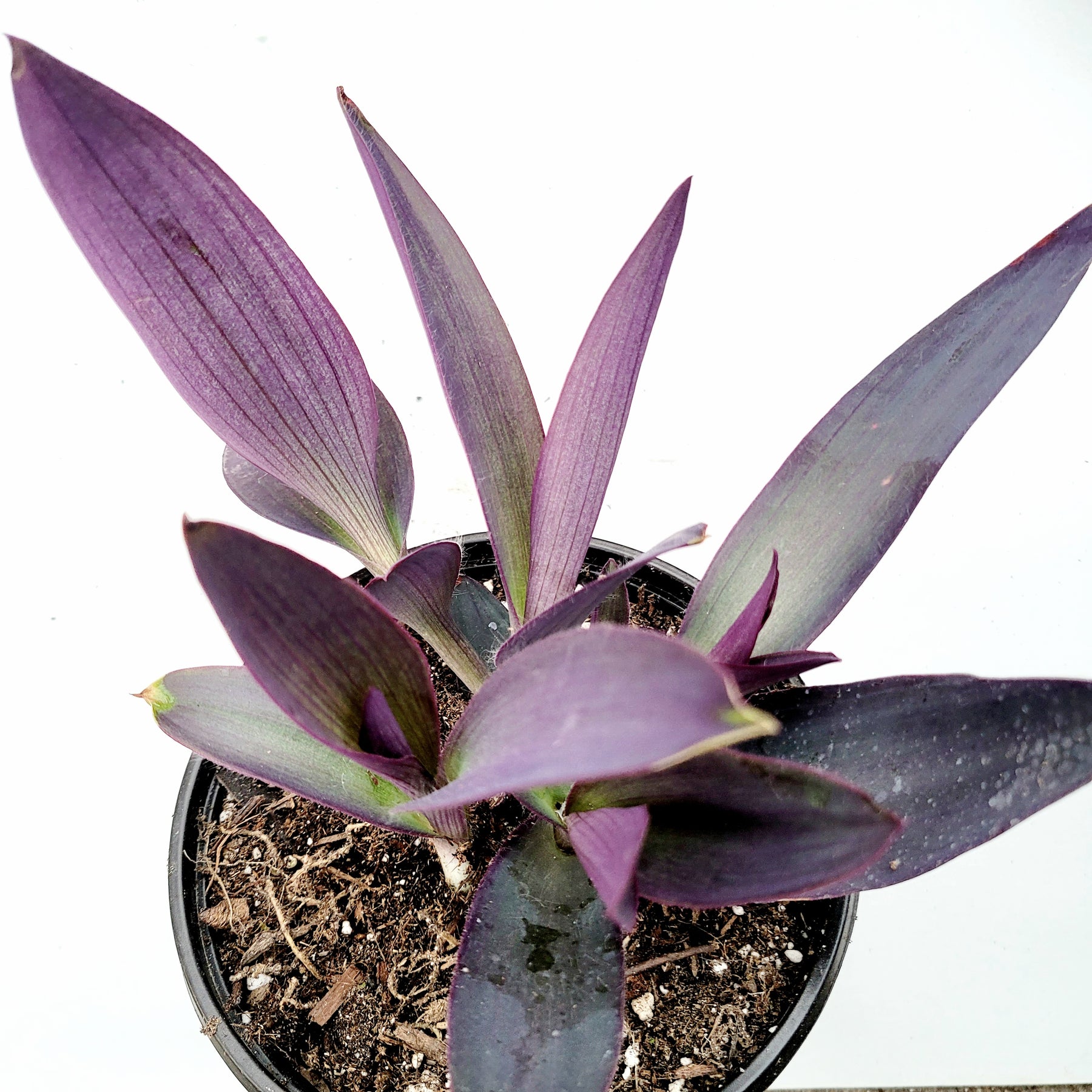 Tradescantia pallida 'Kartuz Giant' Purple Heart Wandering Dude