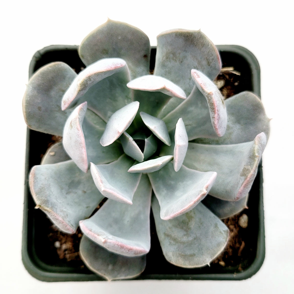 Echeveria runyonii San Carlos