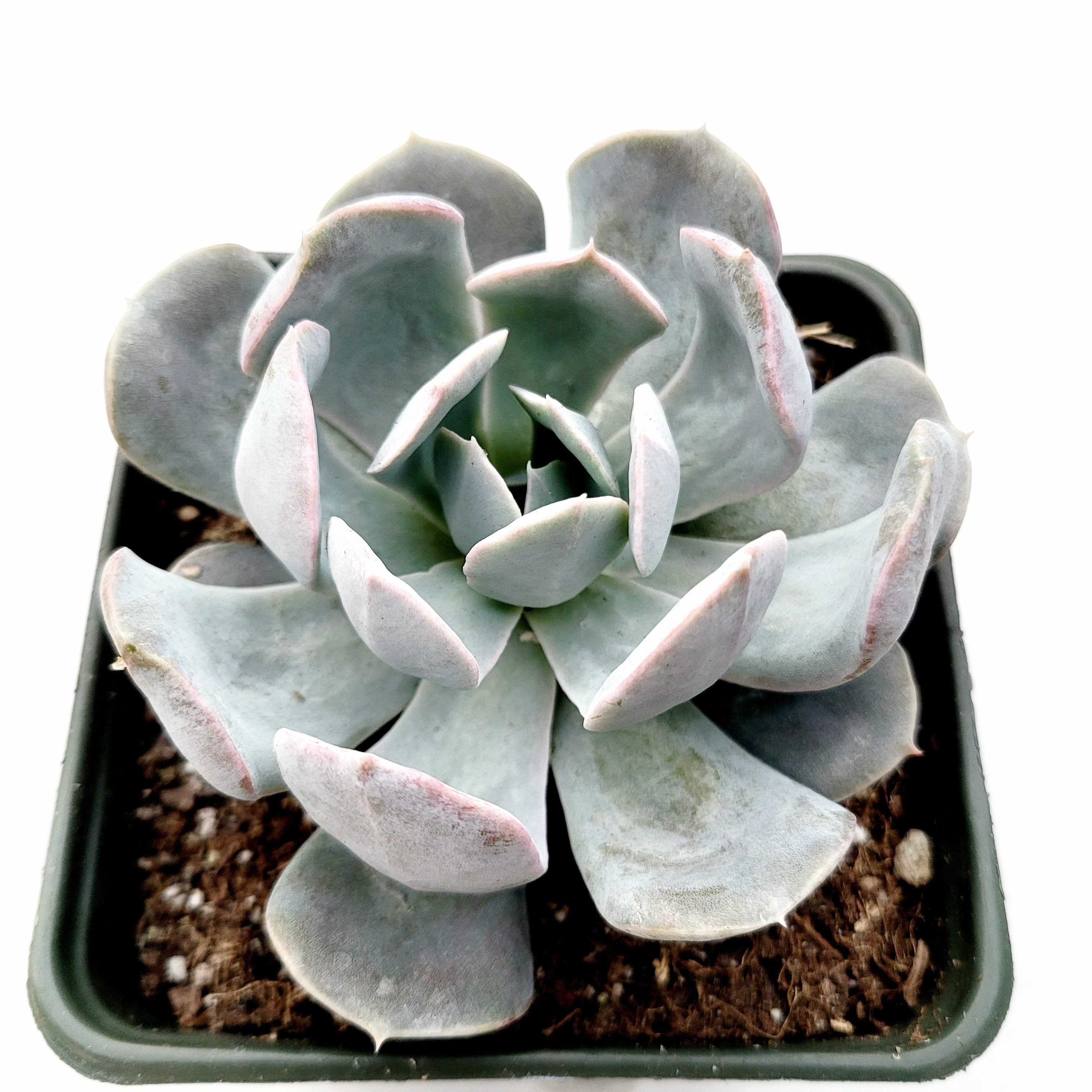 gray curly succulent Echeveria runyonii San Carlos -