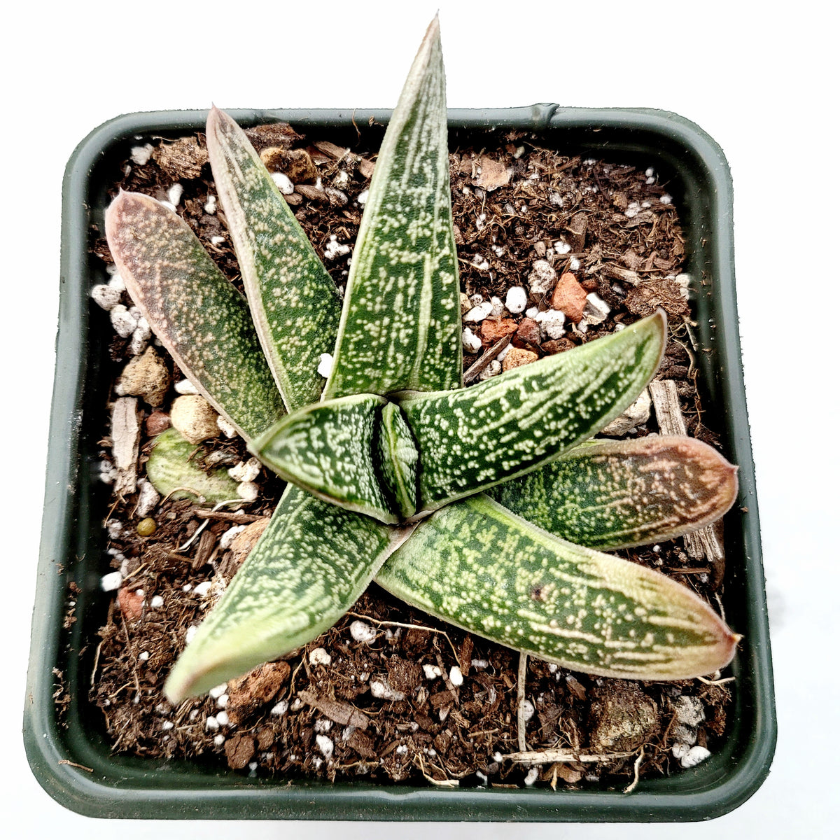 Gasteria 'Little Warty' succulent in square nursery pot.