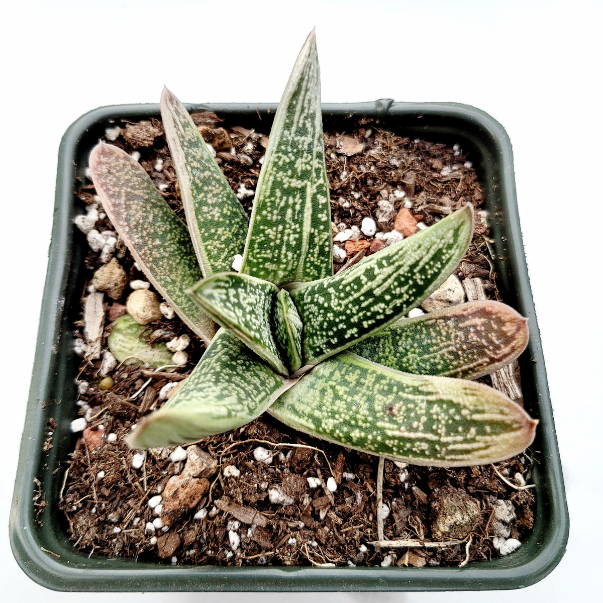Gasteria 'Little Warty' in small nursery pot.