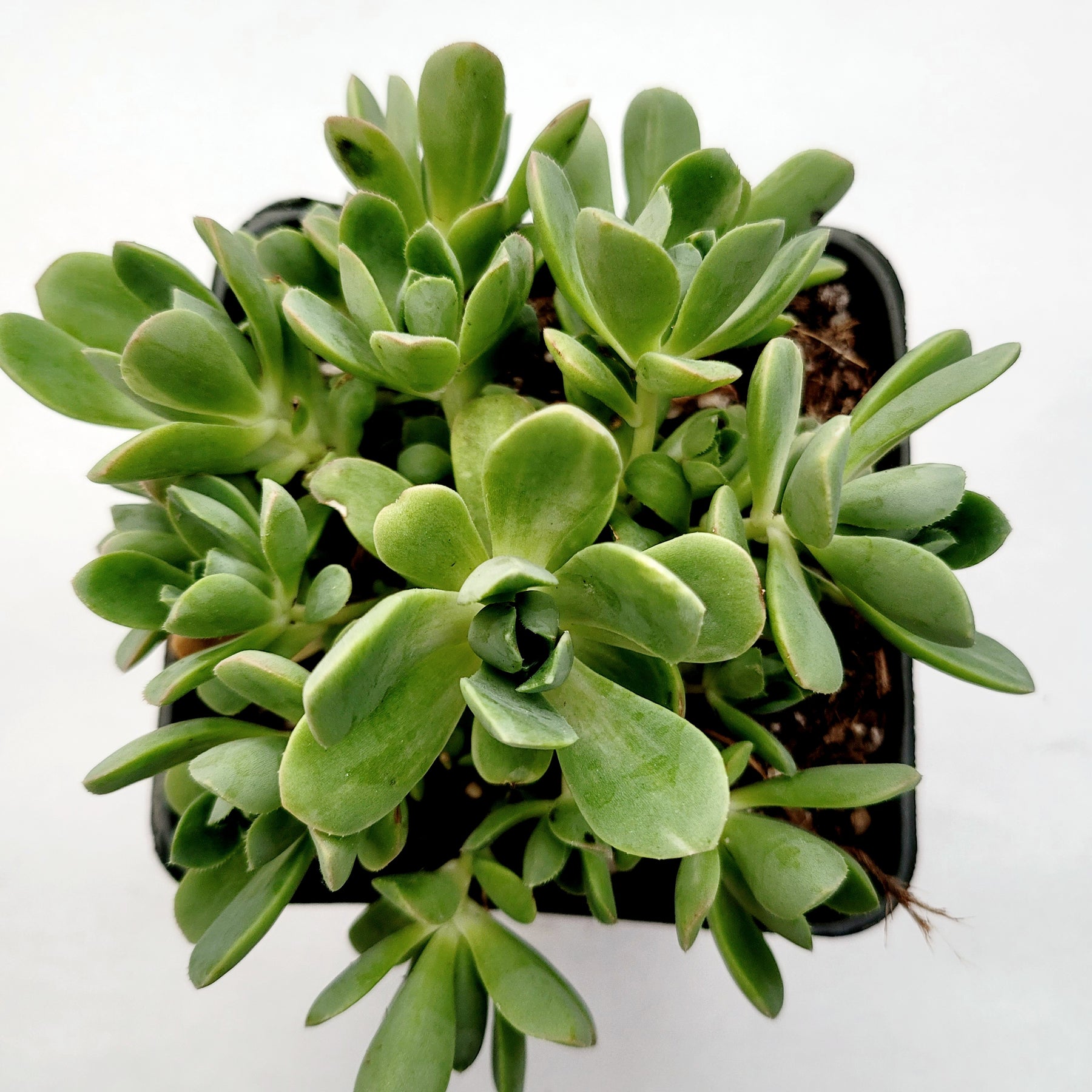 Aeonium castello paivae Variegata 'Suncup'