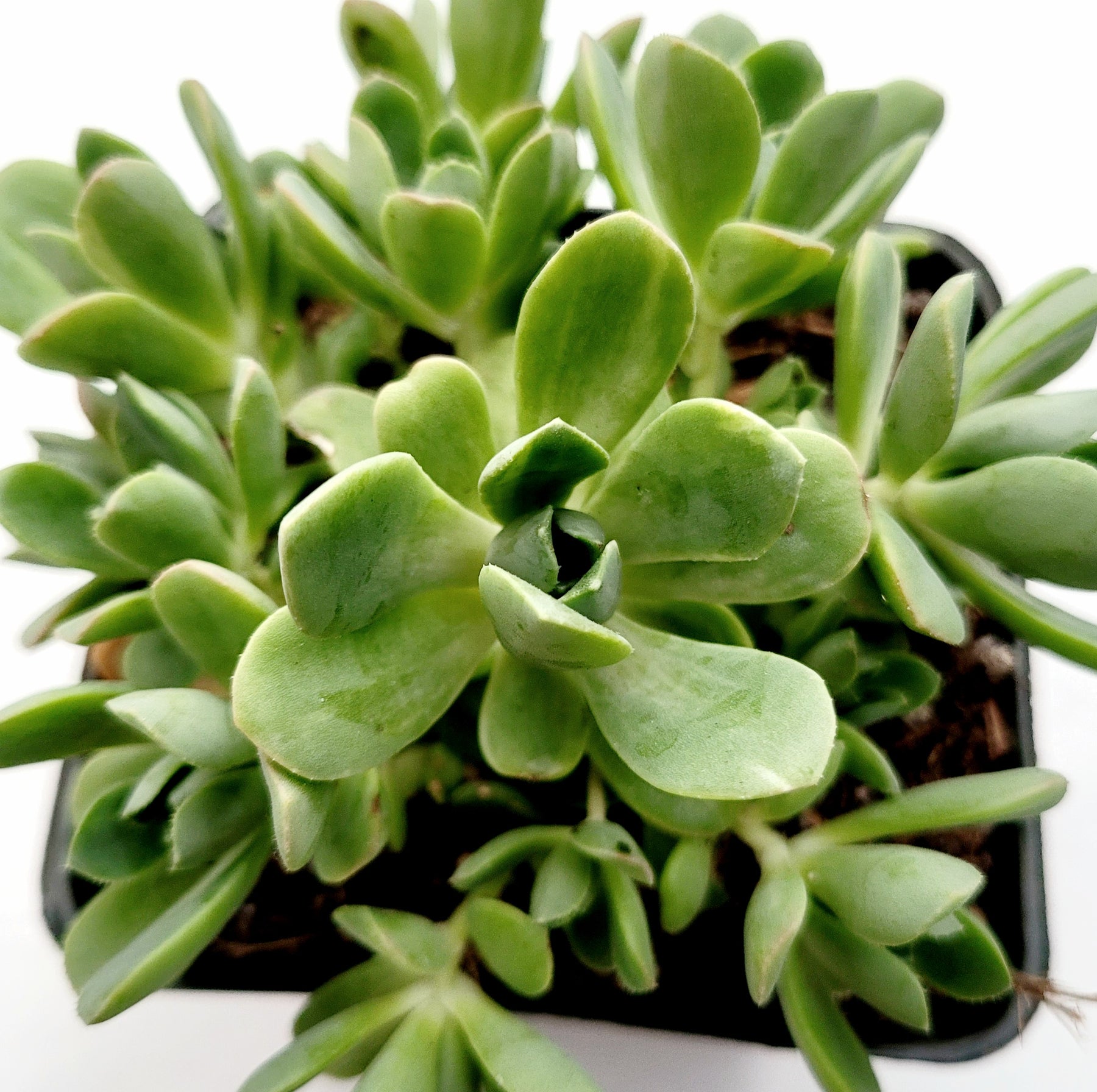 Aeonium castello paivae Variegata 'Suncup'