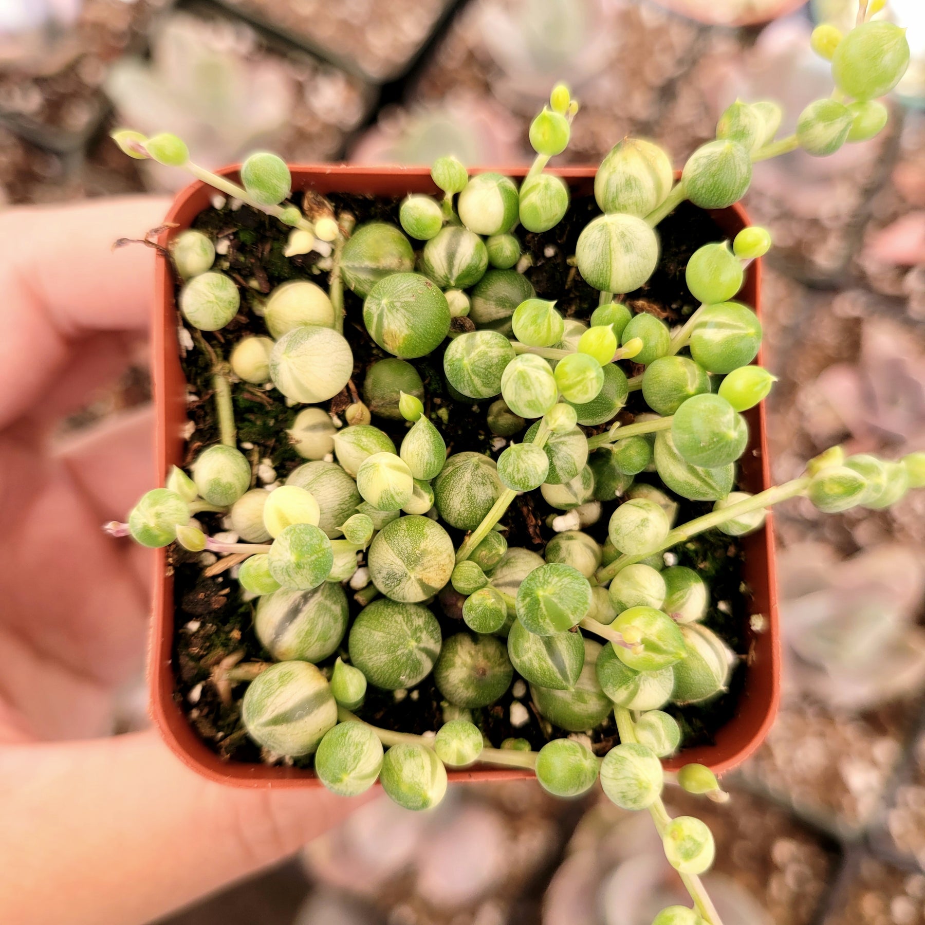 Variegated String of Pearls Senecio rollqwleyanus - Succulents Depot