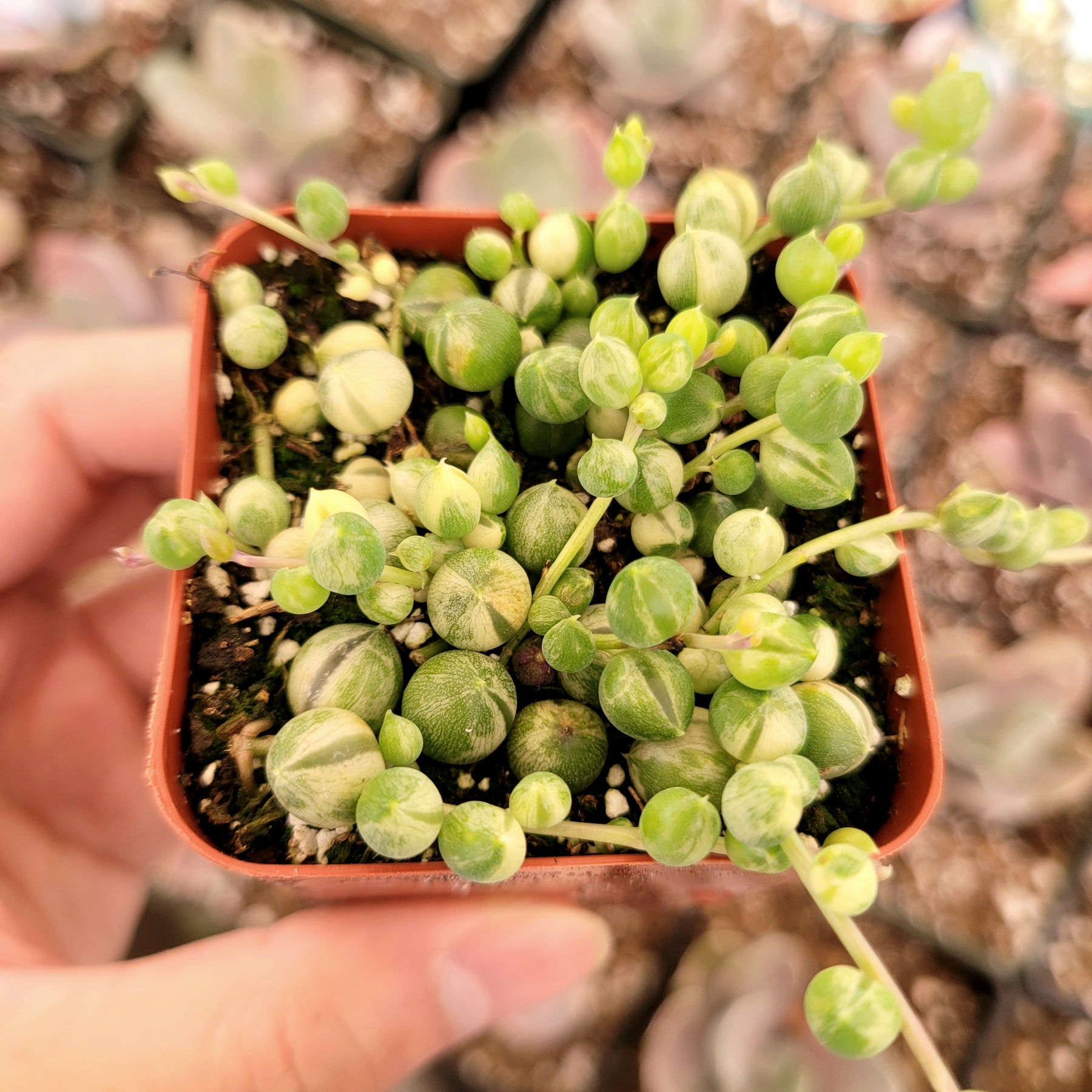 Variegated String of Pearls Senecio rollqwleyanus - Succulents Depot