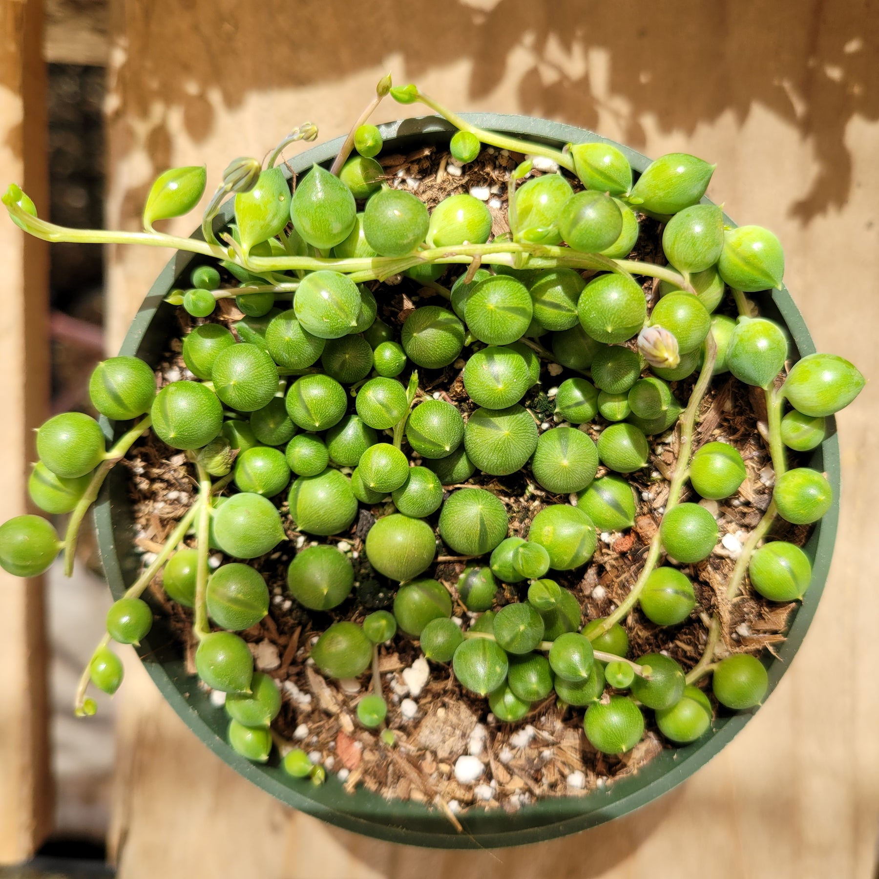 String of Pearls Senecio rowleyanus - Succulents Depot