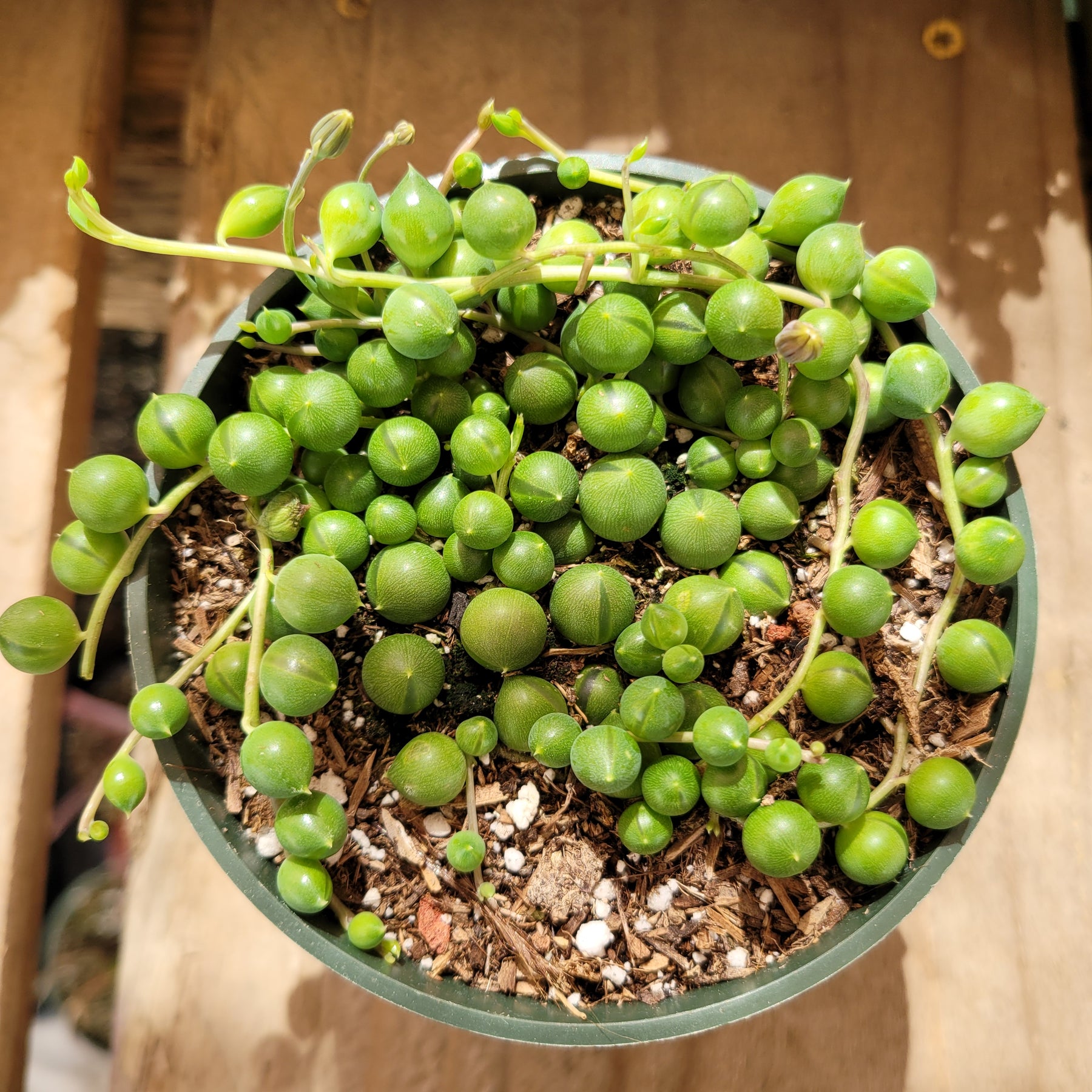 String of Pearls Senecio rowleyanus - Succulents Depot