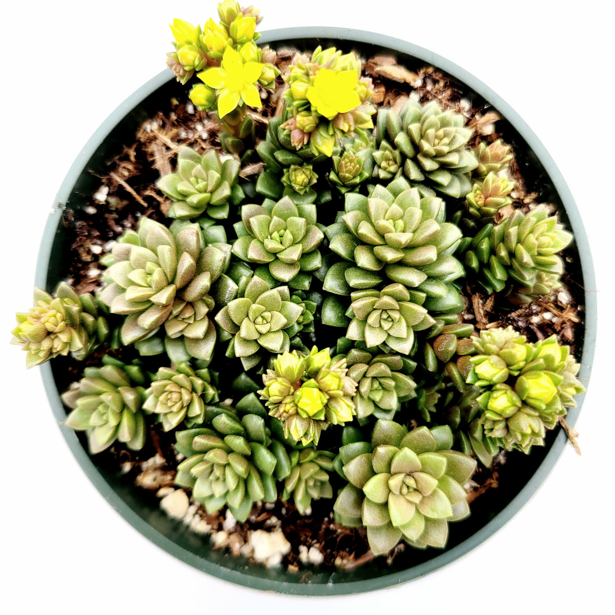 Cremnosedum cv. Little Gem with green rosettes and yellow blooms.