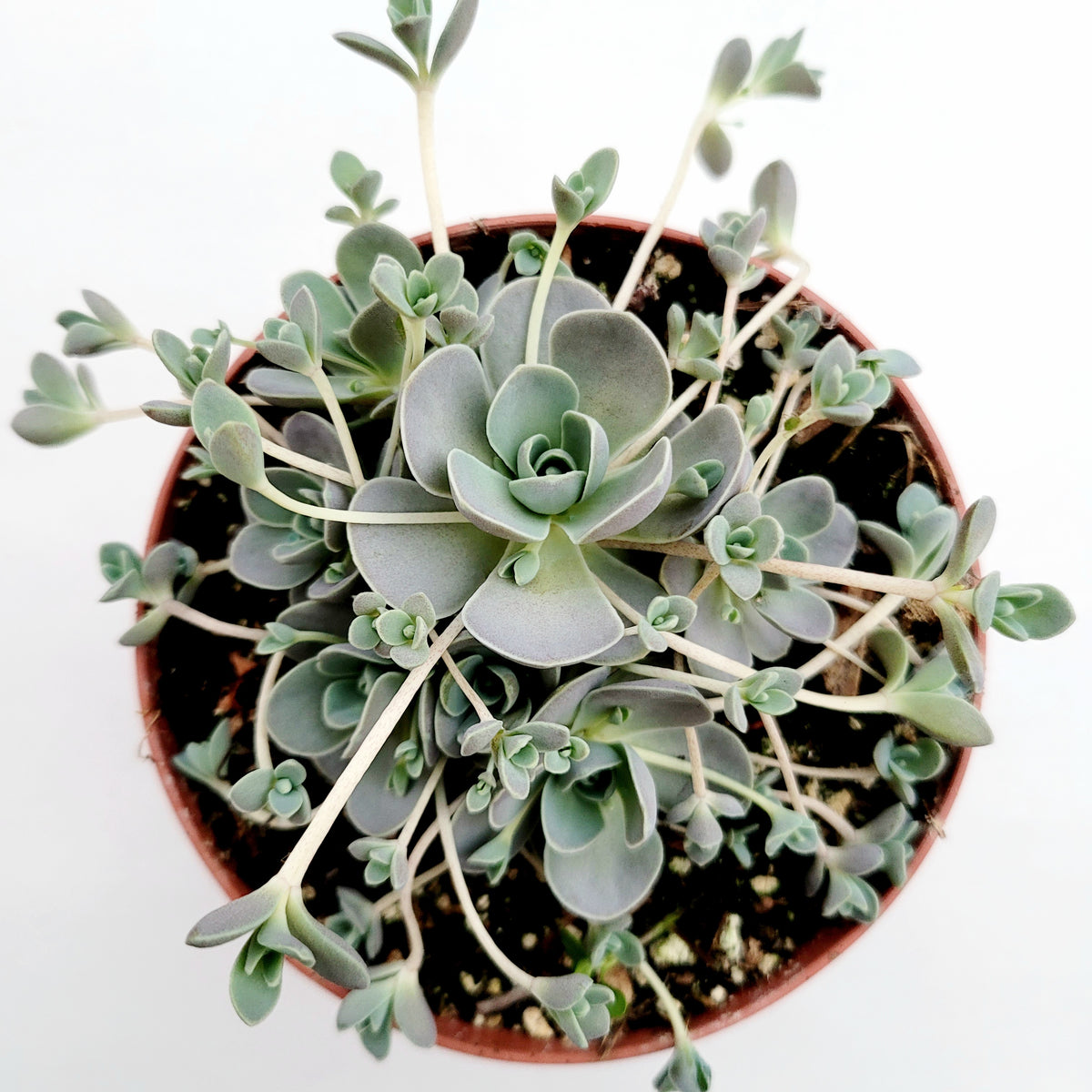 Chinese Dunce Cap succulent, rosette with trailing offsets.