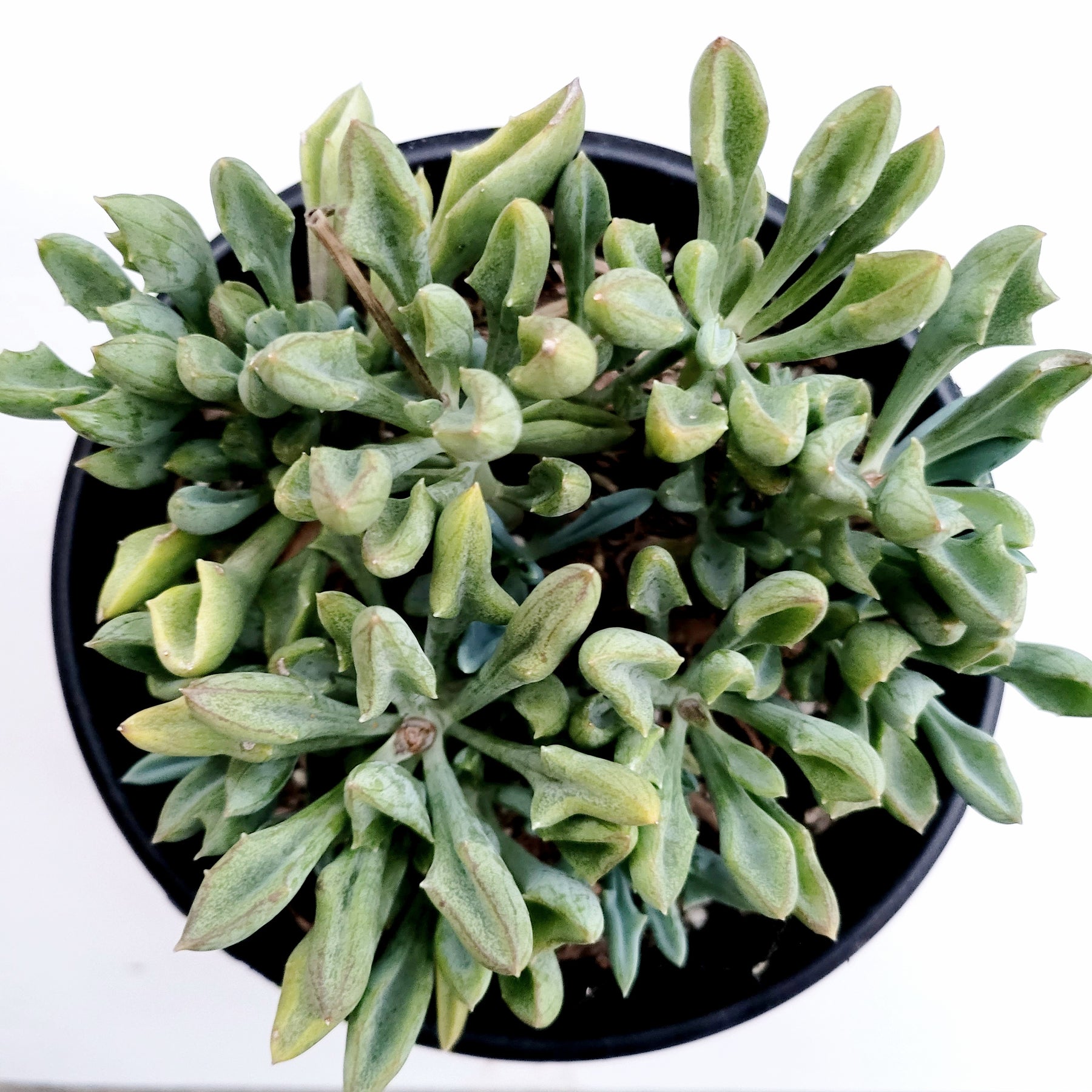 Senecio kleiniiformis - Spear Head - Succulents Depot