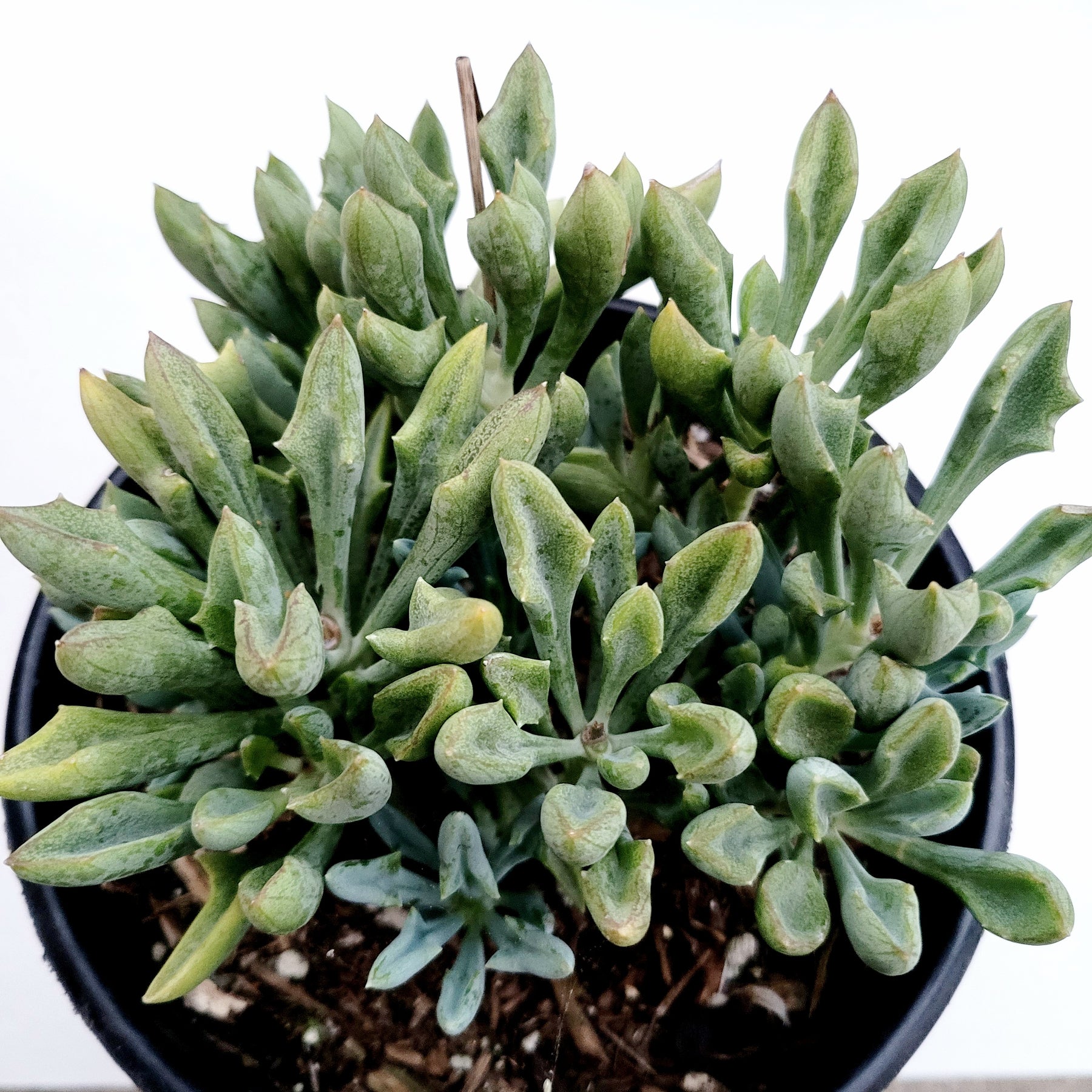 Senecio kleiniiformis - Spear Head - Succulents Depot