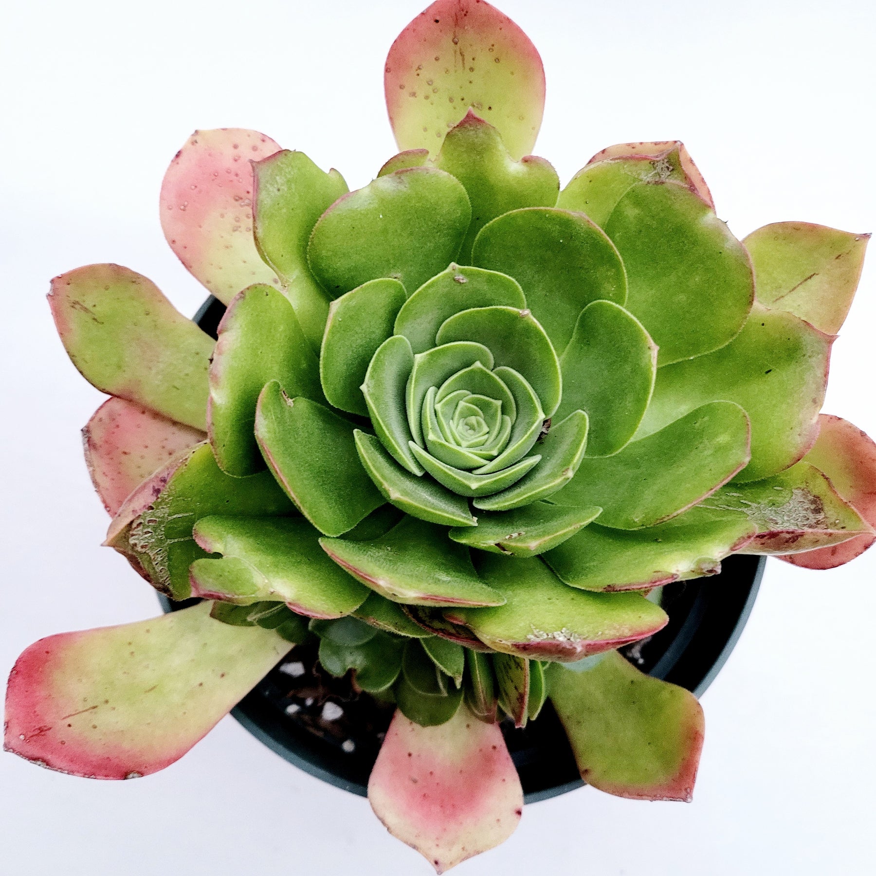 Aeonium urbicum ‘Salad Bowl’