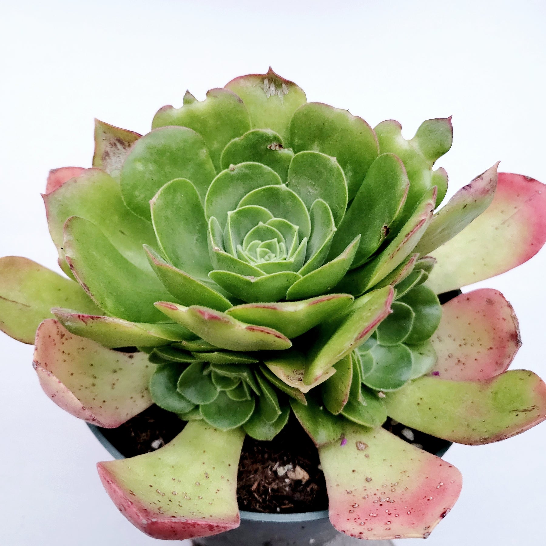 Aeonium urbicum ‘Salad Bowl’