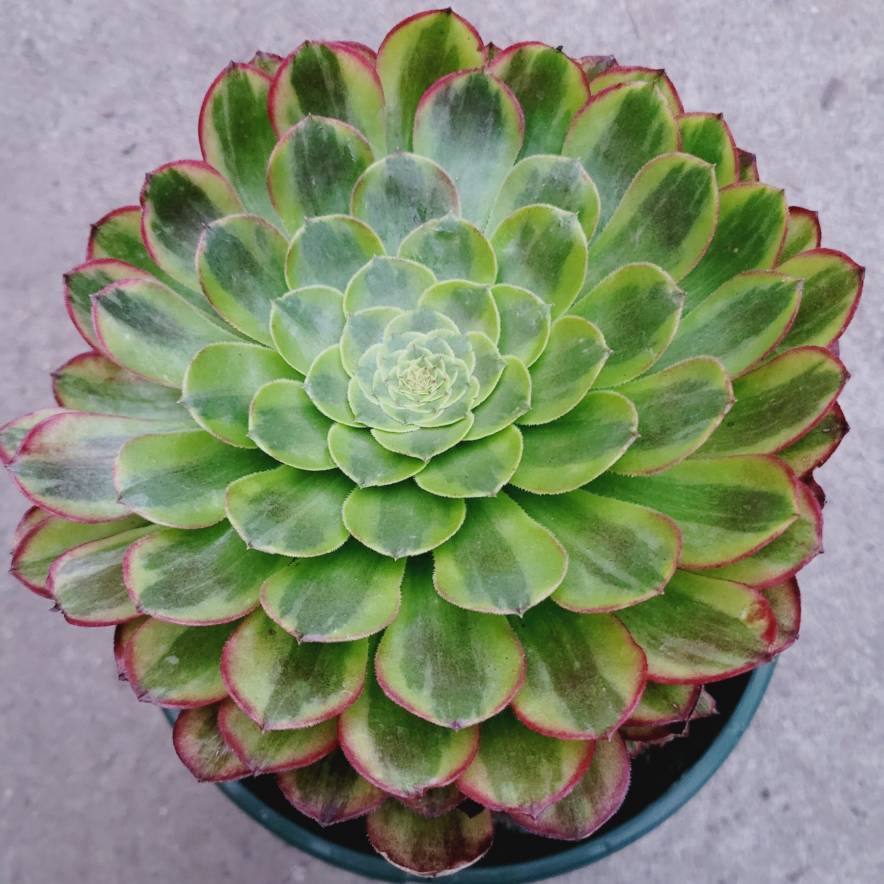 Aeonium fiesta - Succulents Depot