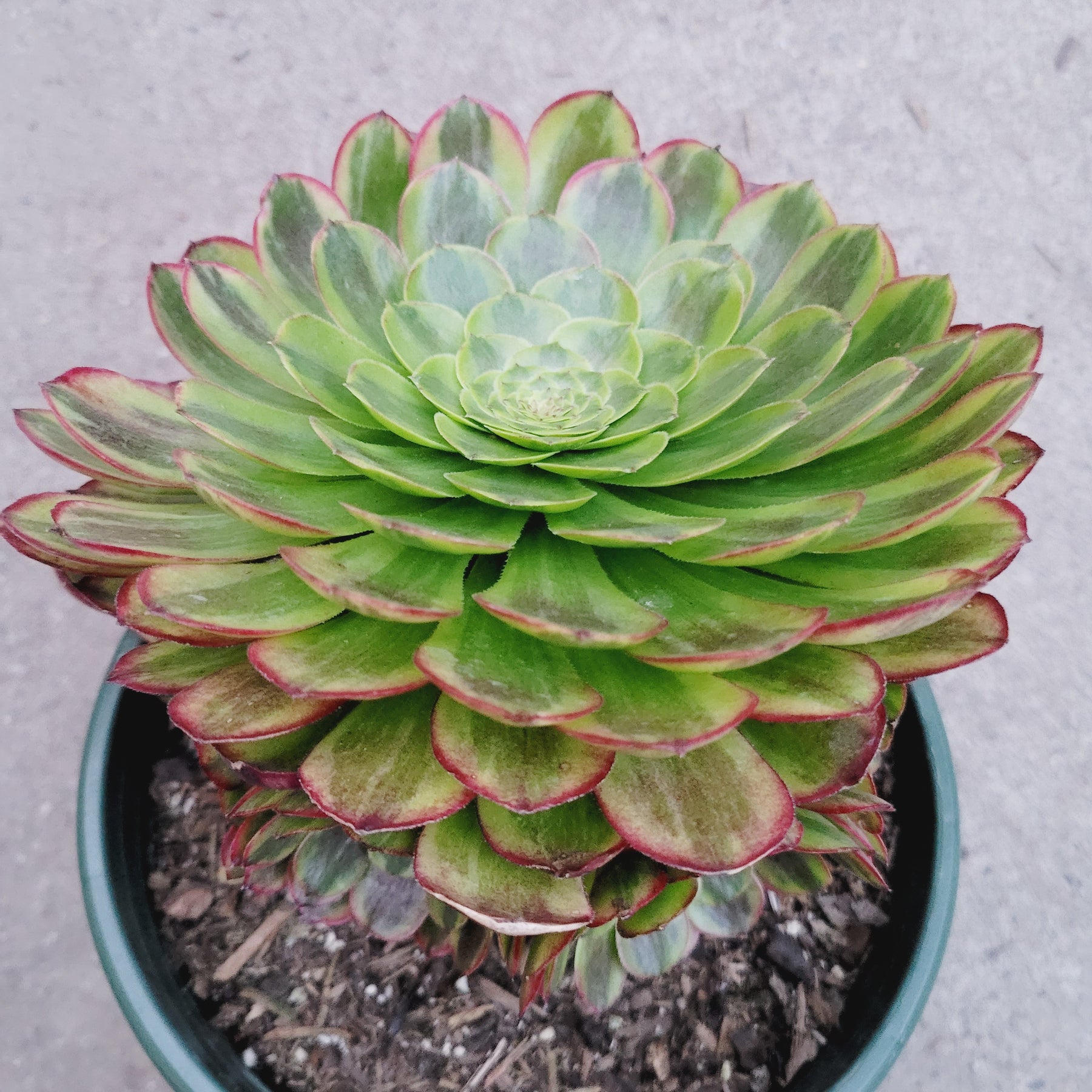 Aeonium fiesta - Succulents Depot