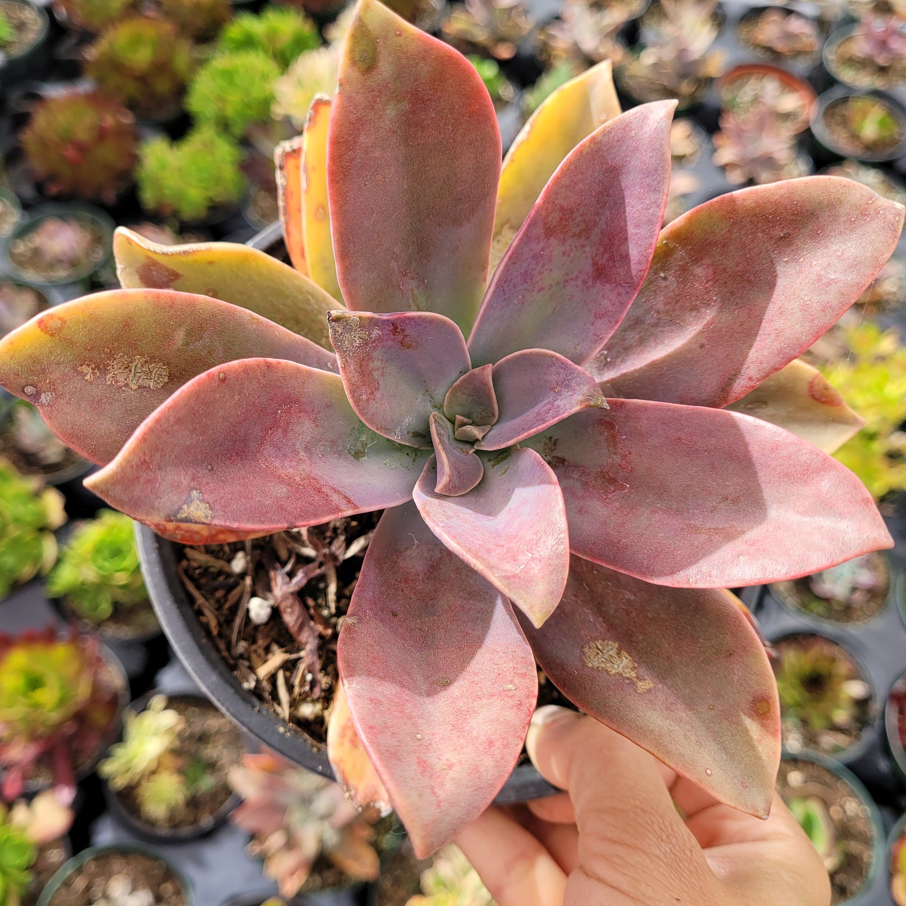 Graptoveria 'Fred Ives' - Succulents Depot