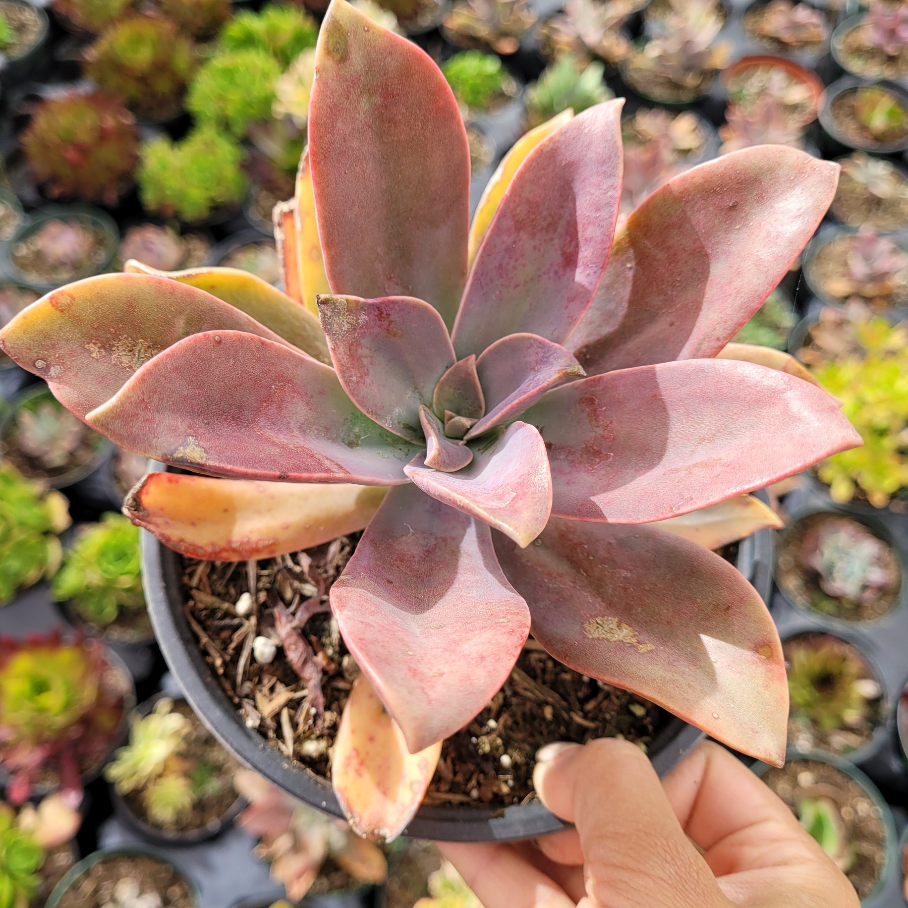 Graptoveria 'Fred Ives' - Succulents Depot