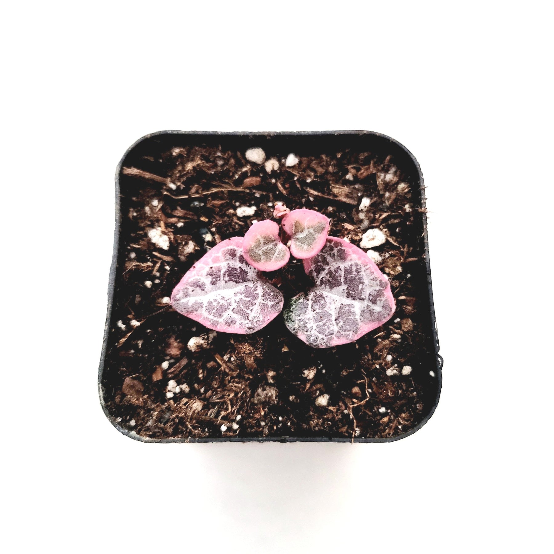 Ceropegia woodii Variegated String of Hearts - Succulents Depot
