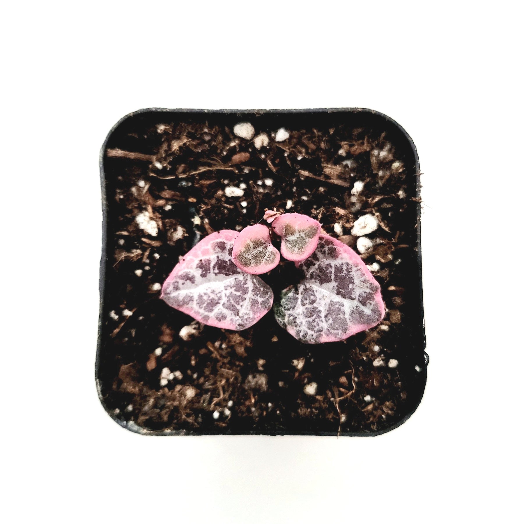 Ceropegia woodii Variegated String of Hearts - Succulents Depot