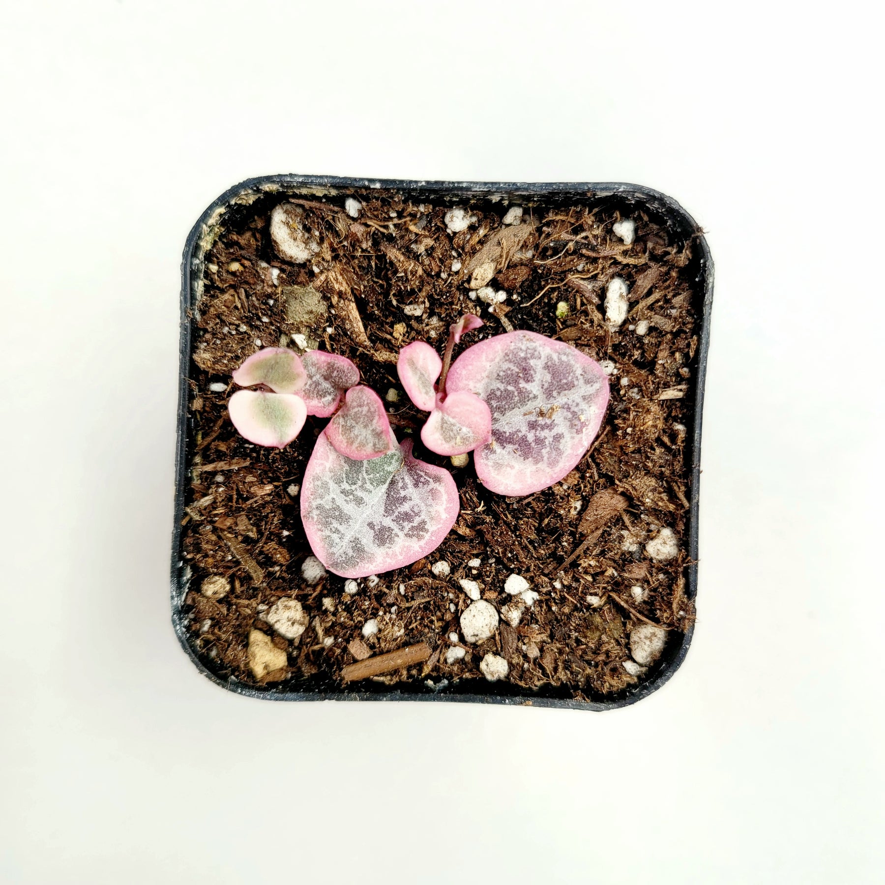 Ceropegia woodii Variegated String of Hearts - Succulents Depot