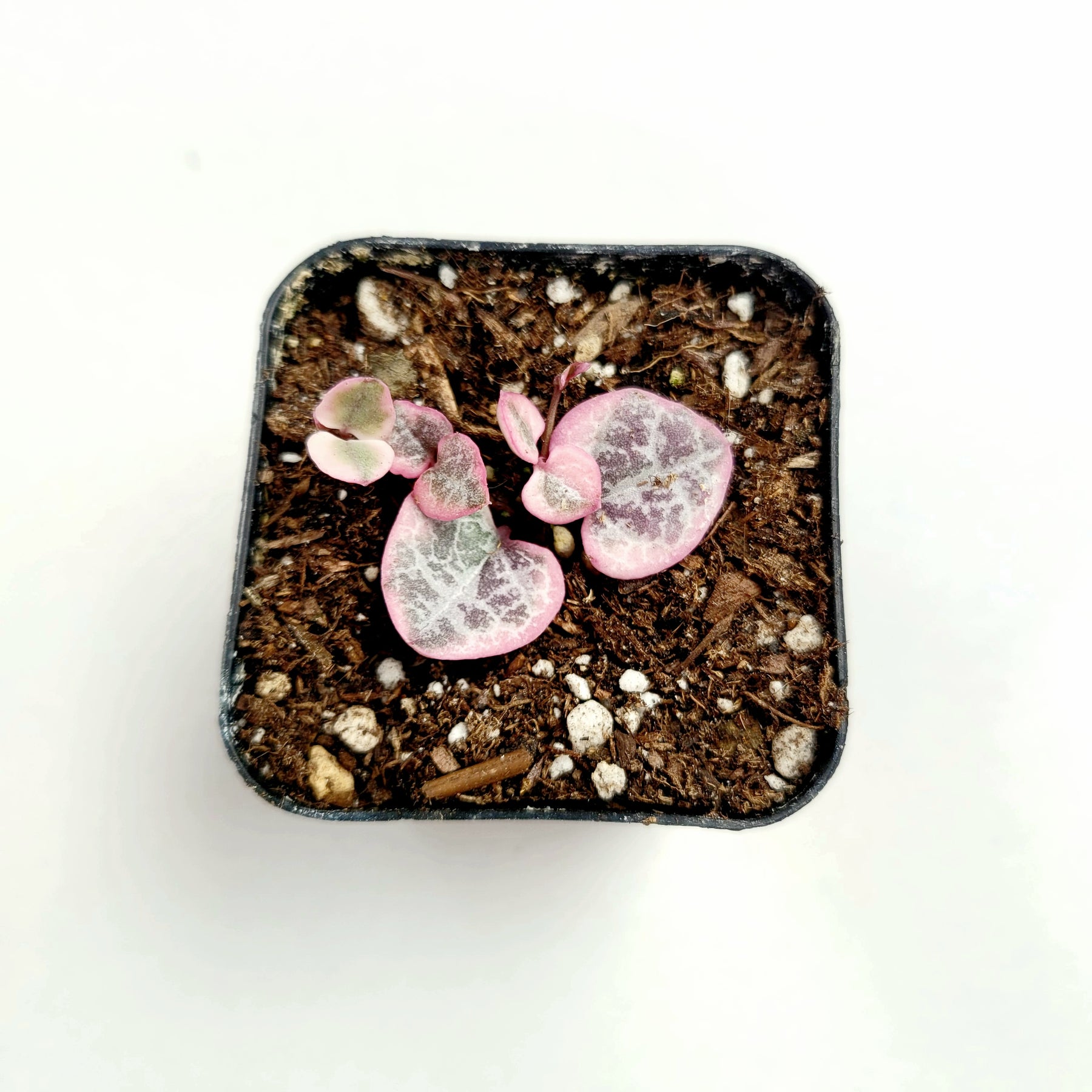 Ceropegia woodii Variegated String of Hearts - Succulents Depot